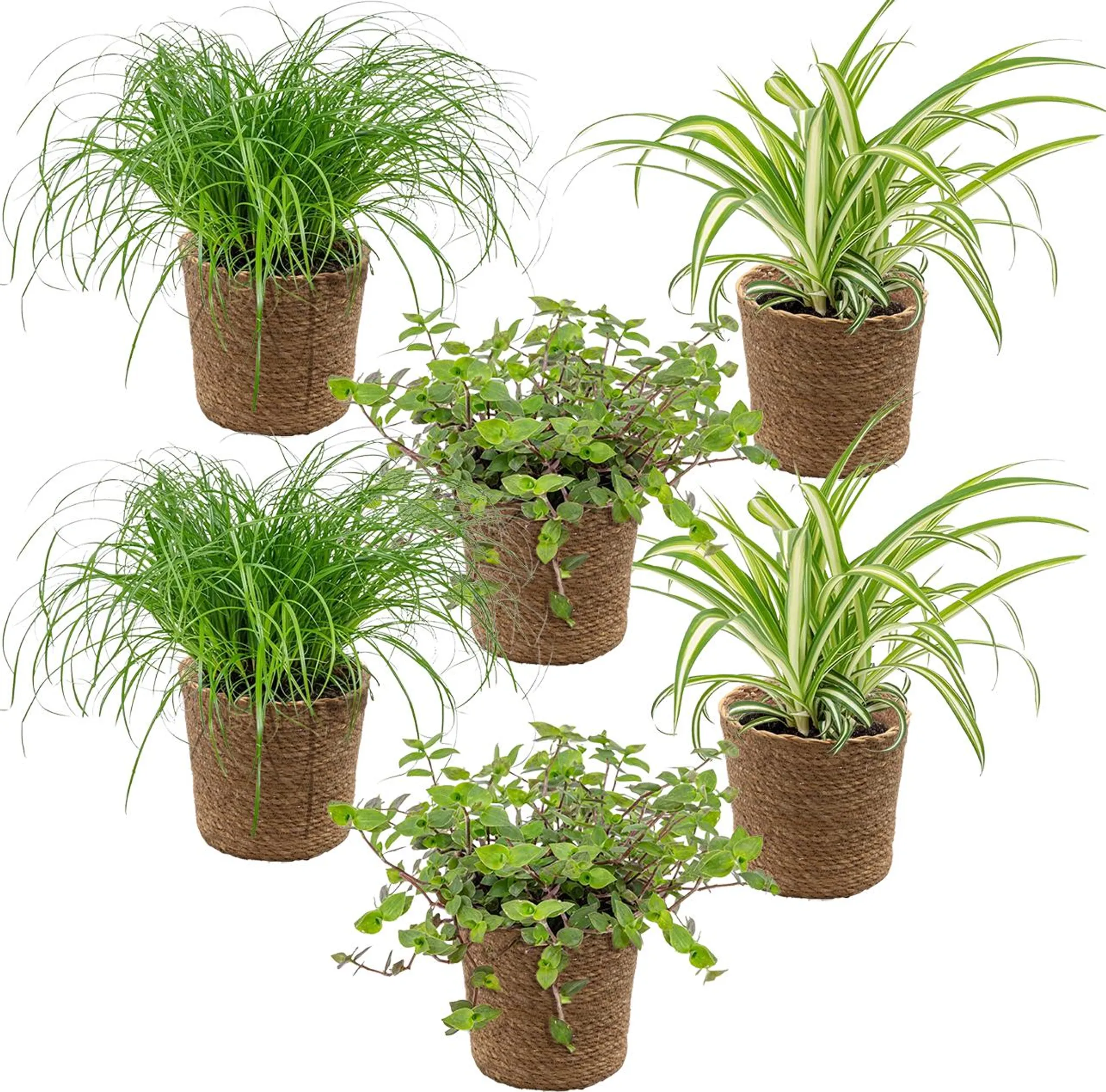 Bloomique Grünlilie Chlorophytum Variegatum - 3er Set, Luftreinigend, Haustierfreundlich, 20-30 Cm