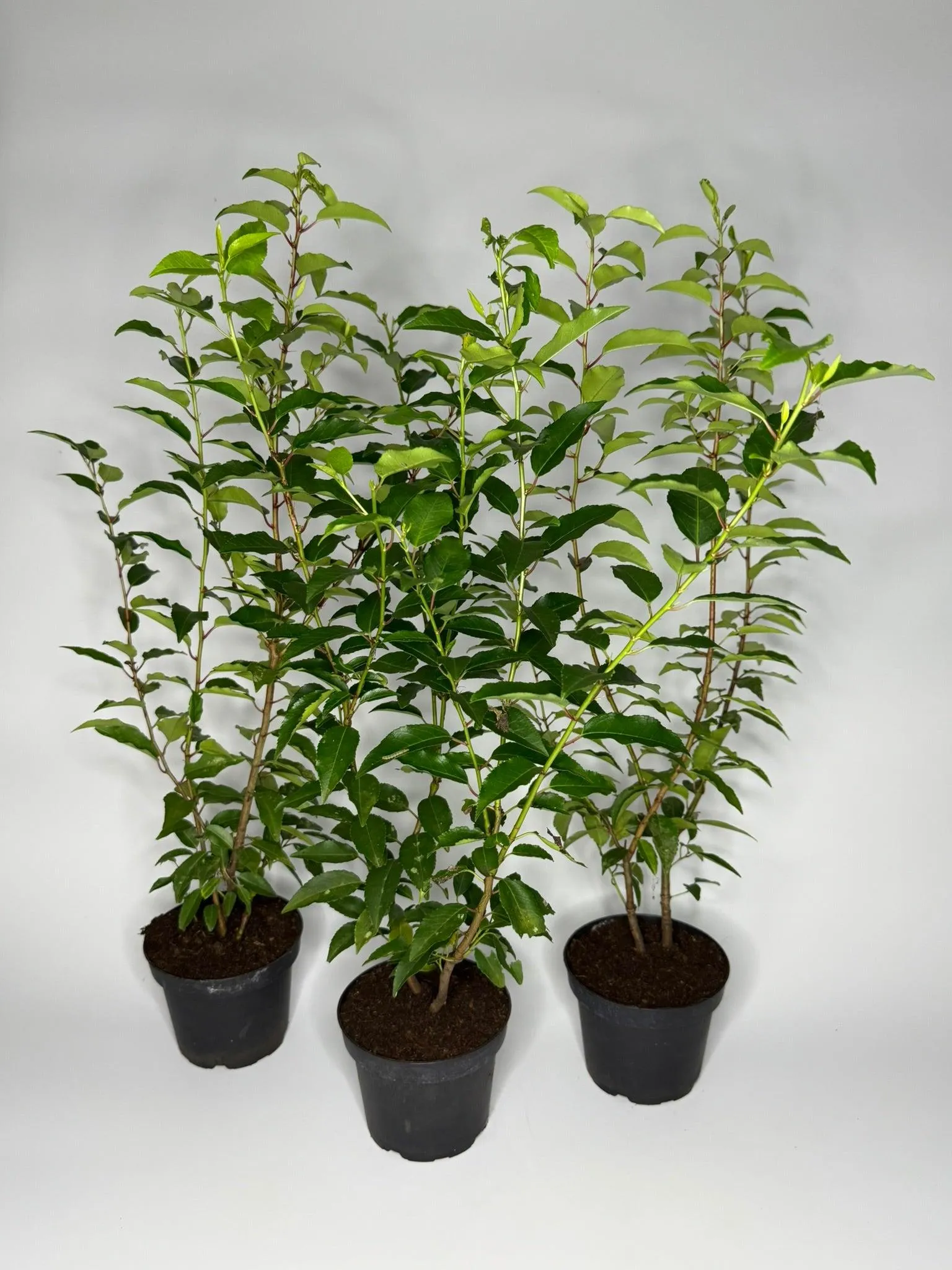 monstera günstig kaufen MONSTERA MINIMA online kaufen bei potflourri