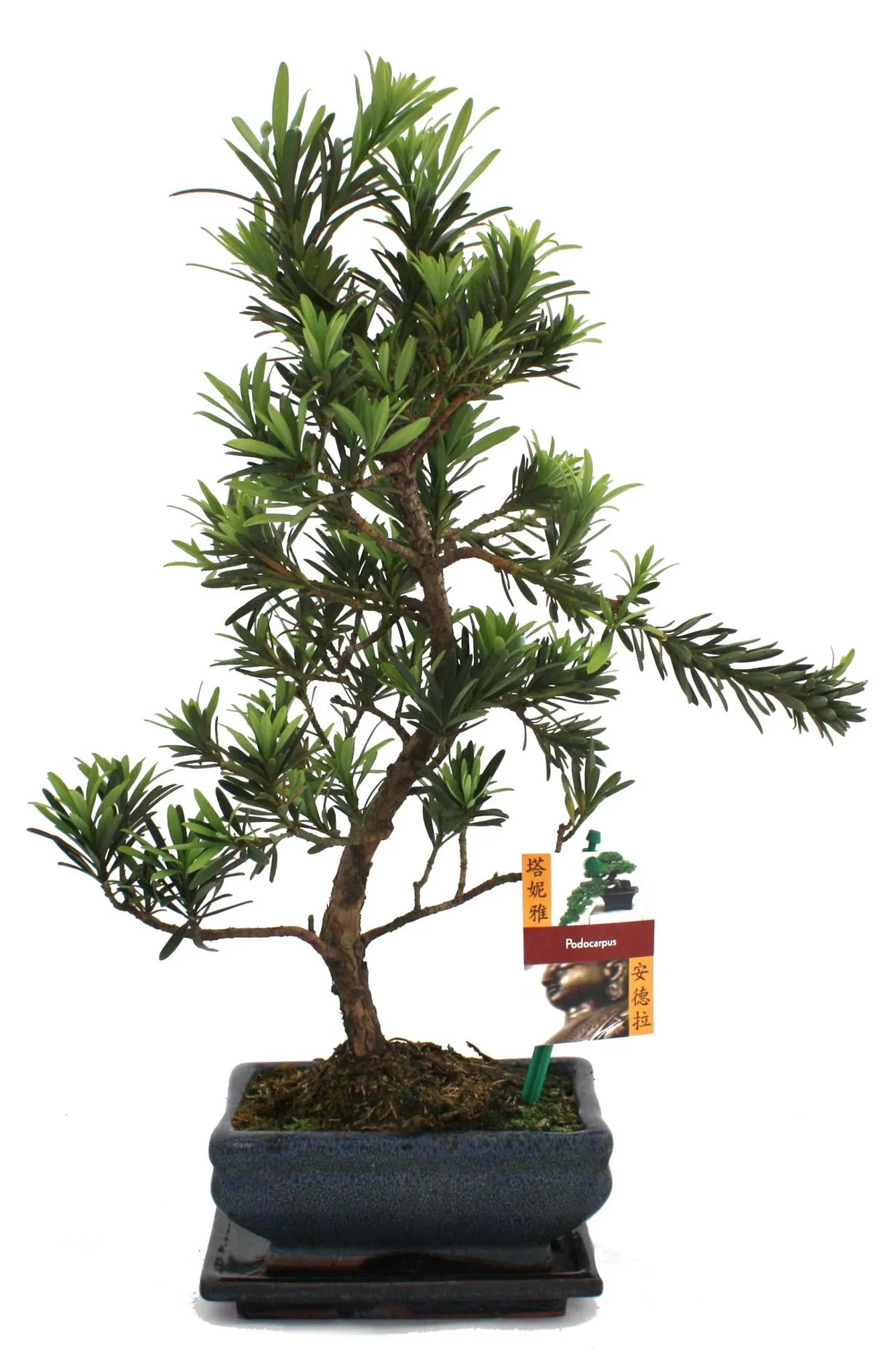 Bonsai-Steinschnitt  Podocarpus macrophyllus  ca. 6 Jahre