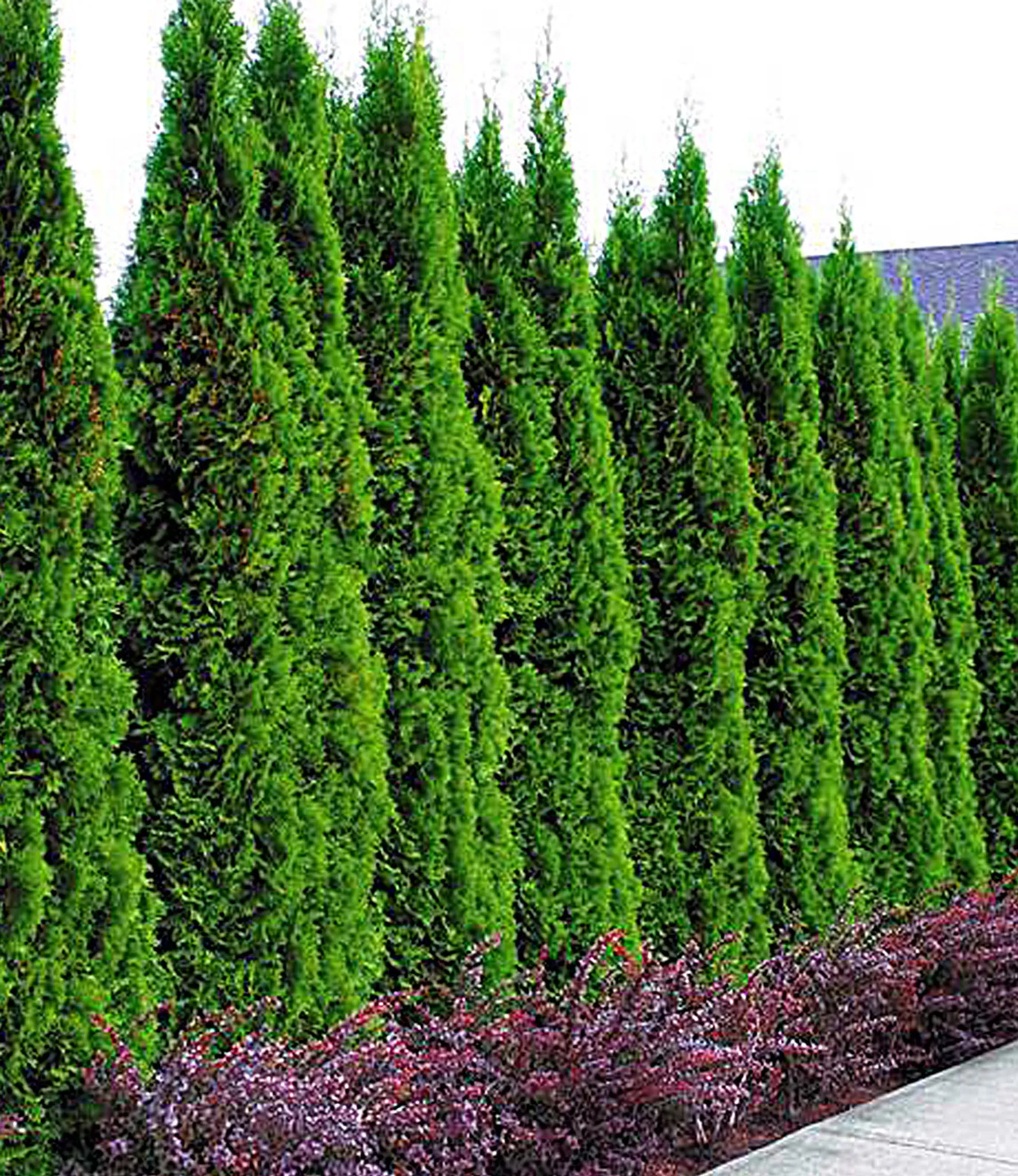 BALDUR Garten 10er Lebensbaum-Hecke 'Thuja Smaragd',
