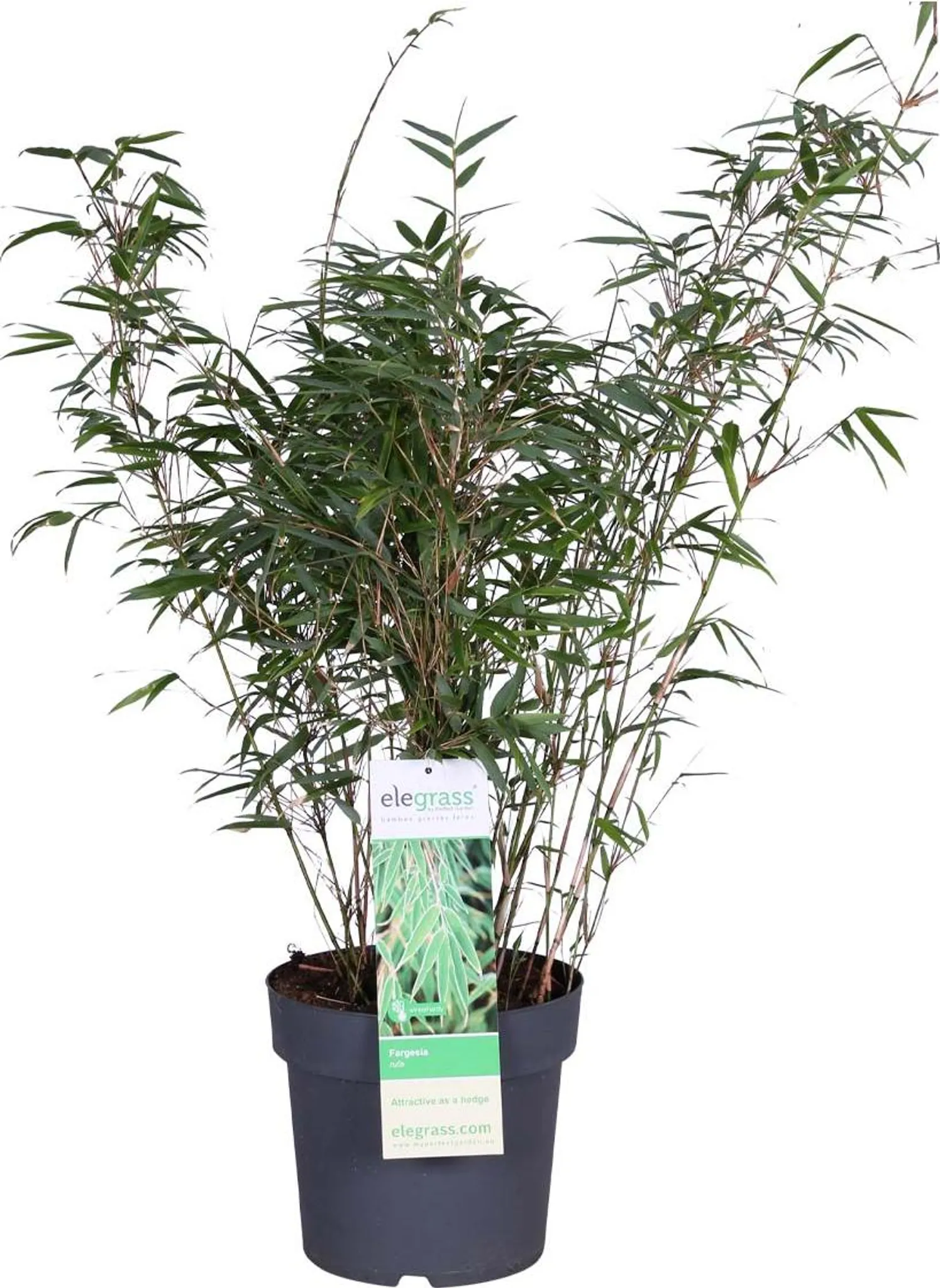 Bloomique - Fargesia Rufa - Bambuspflanze - Nicht wuchernd