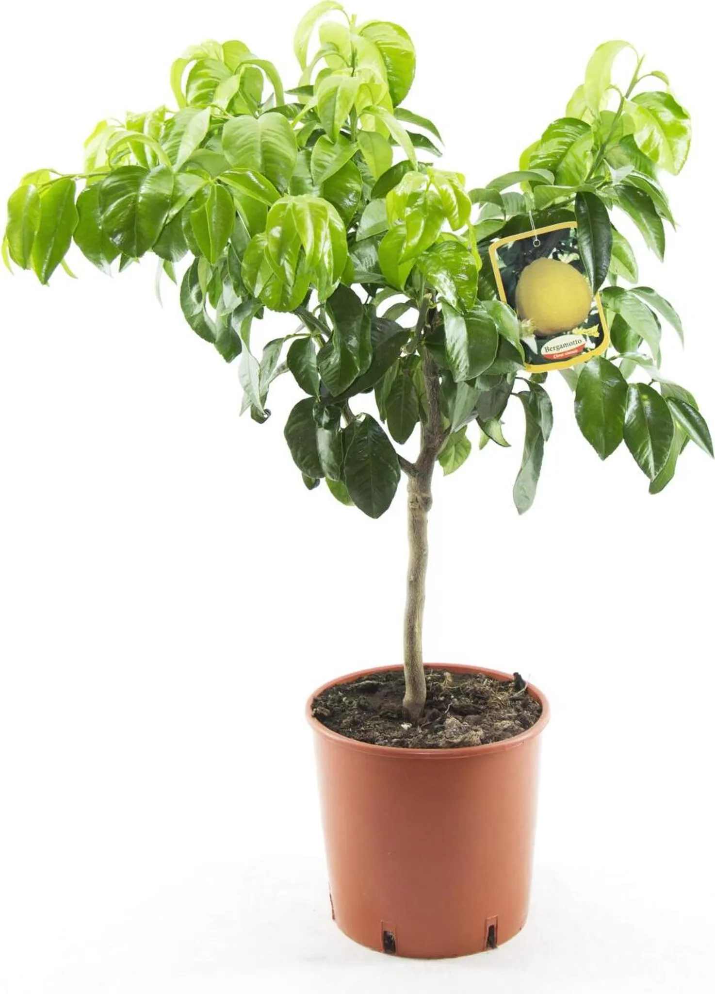 Bergamotte Pflanze 80–100 cm – Citrus Bergamia Fantastico –