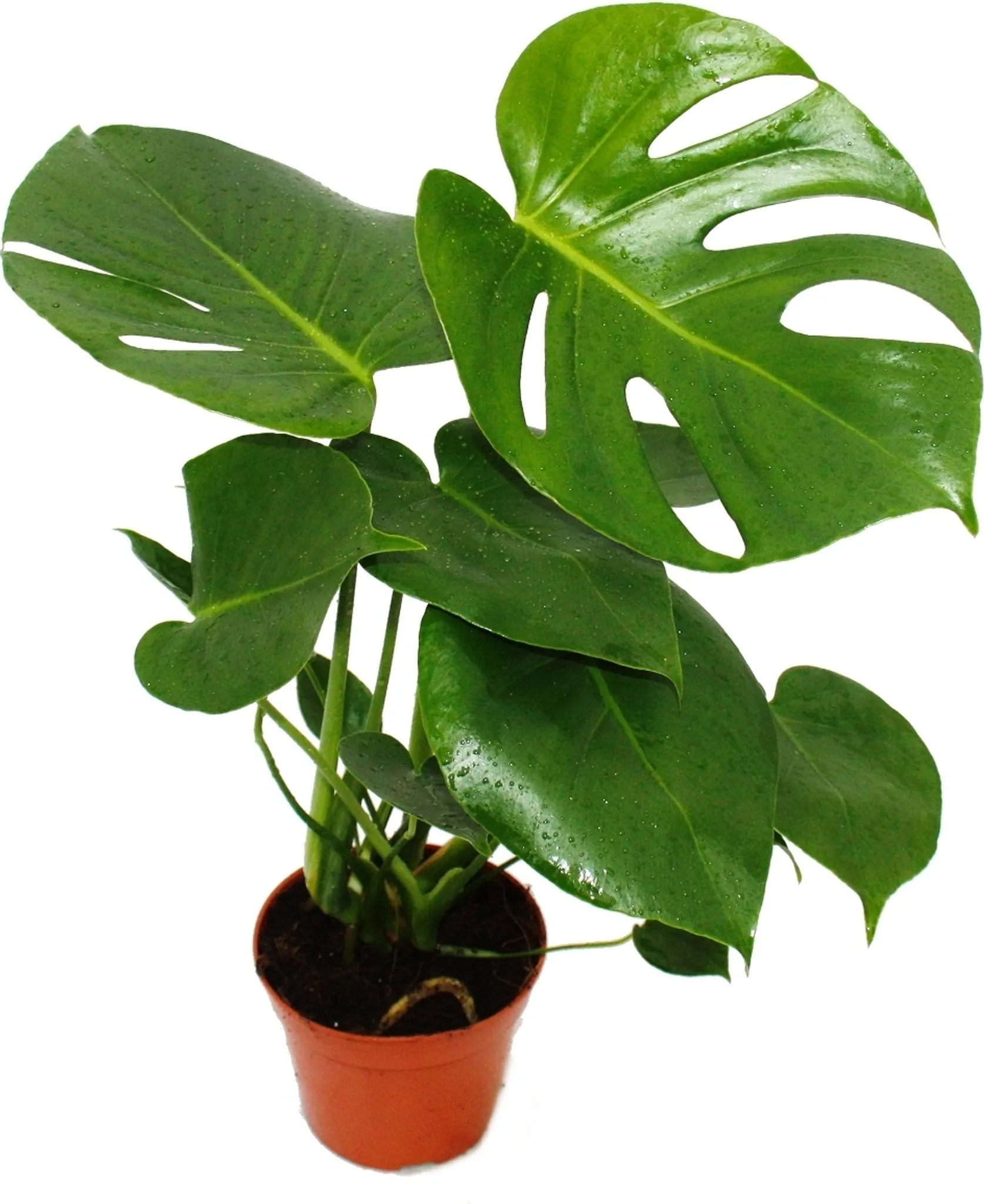 philodendron red sun Wekiva Foliage Philodendron Sun Red - Live Plant in a 4 Inch Pot - Philodendron Selloum 'Sun Red' main image 0
