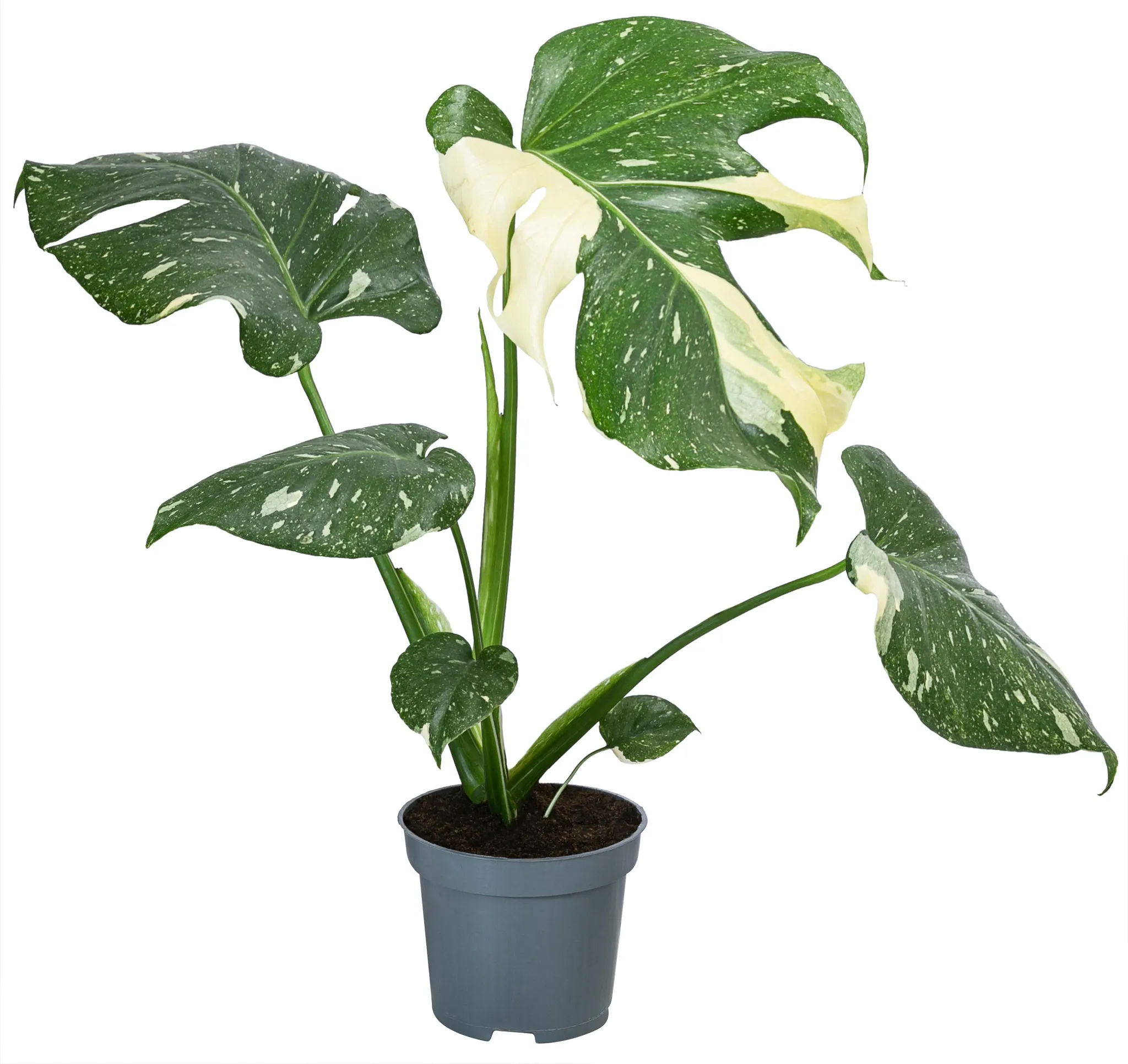 Dehner Fensterblatt Thai Constellation, Monstera deliciosa,