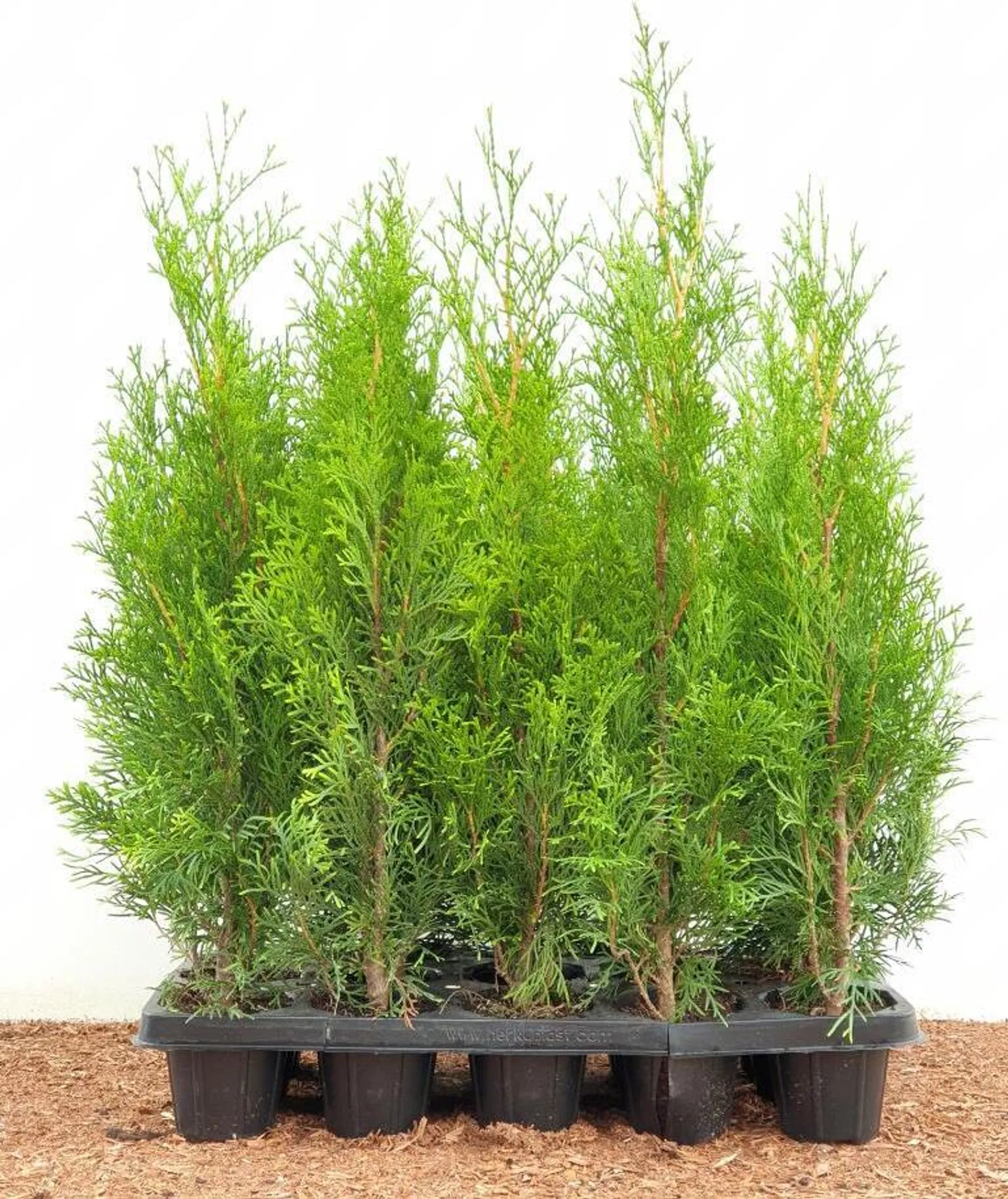günstige thuja smaragd Thuja 