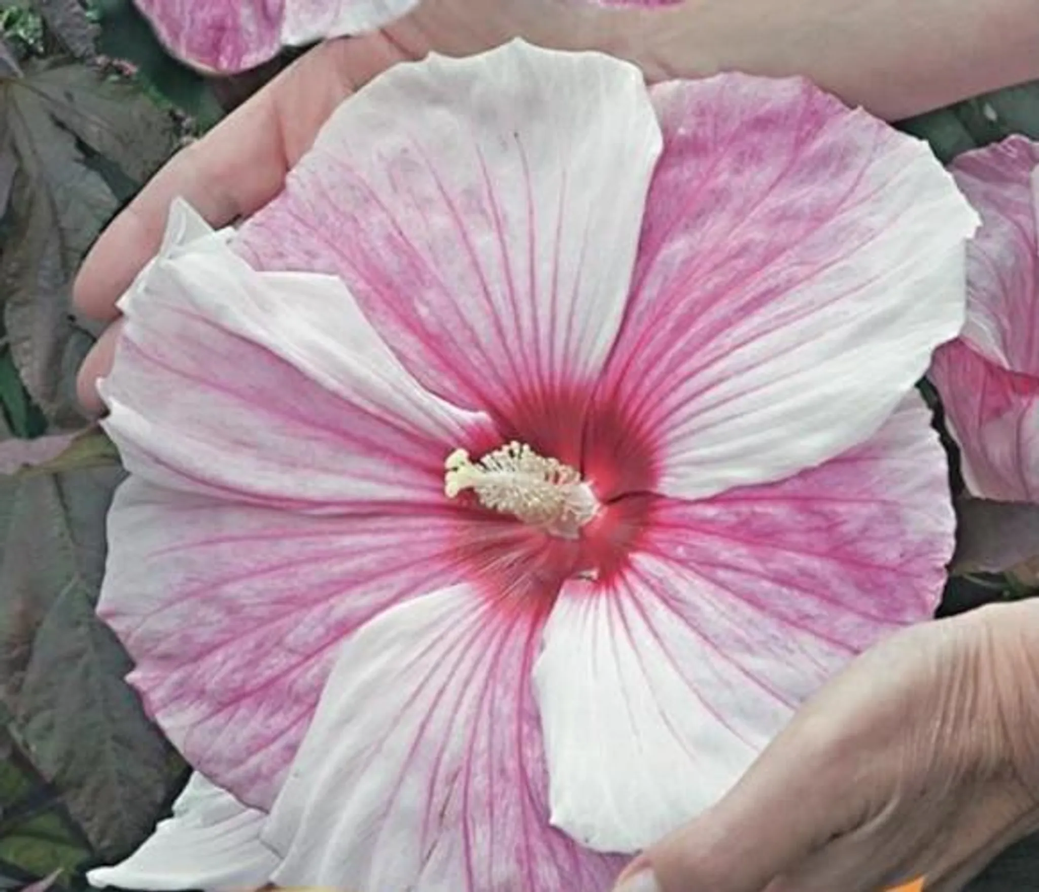 XXL Hibiscus moscheutos 'Plum Crazy' ® - Riesenhibiskus Staudenhibiskus