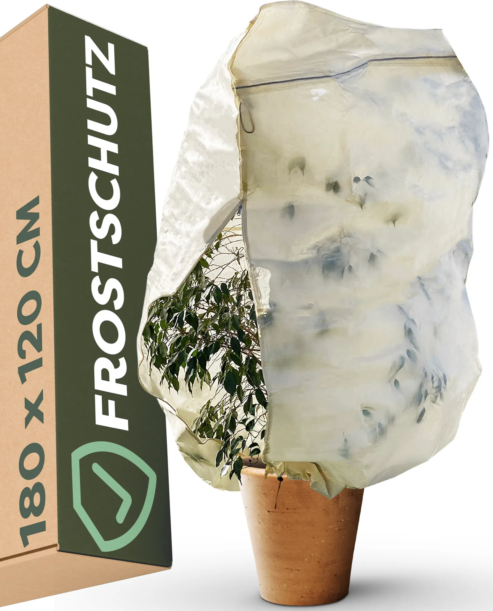 podocarpus macrophyllus 'maki podocarpus maki for sale | Evergreen Privacy main image 0