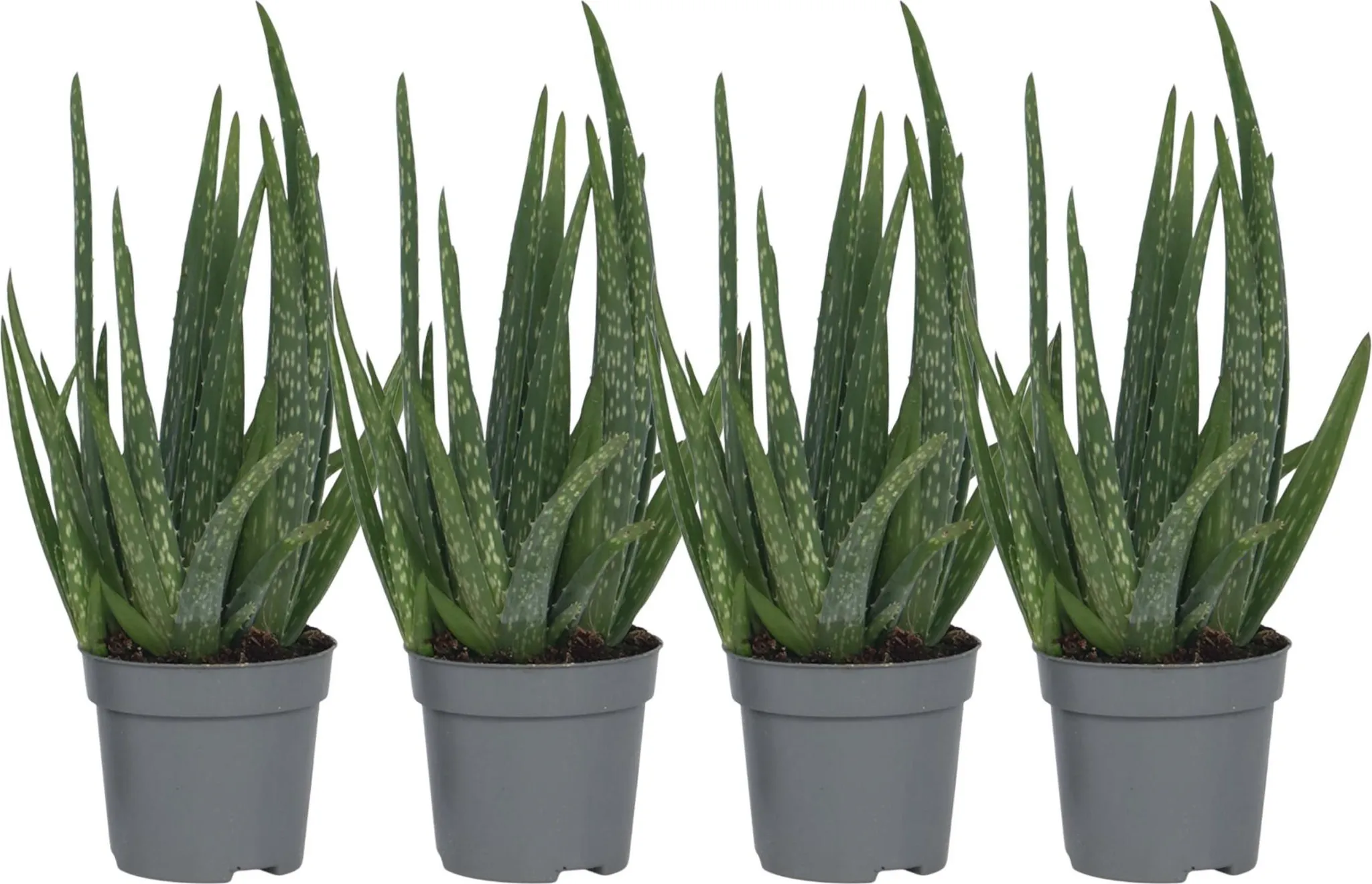 Aloe Vera - 4 Stk - Aloe barbadensis - Hhe 25-40cm - 11cm