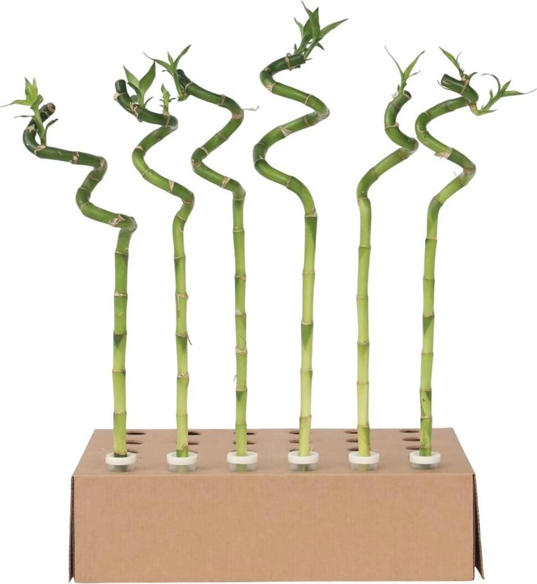Glcksbambus - 6 Stk - Dracaena sanderiana - Hhe 40-50cm -