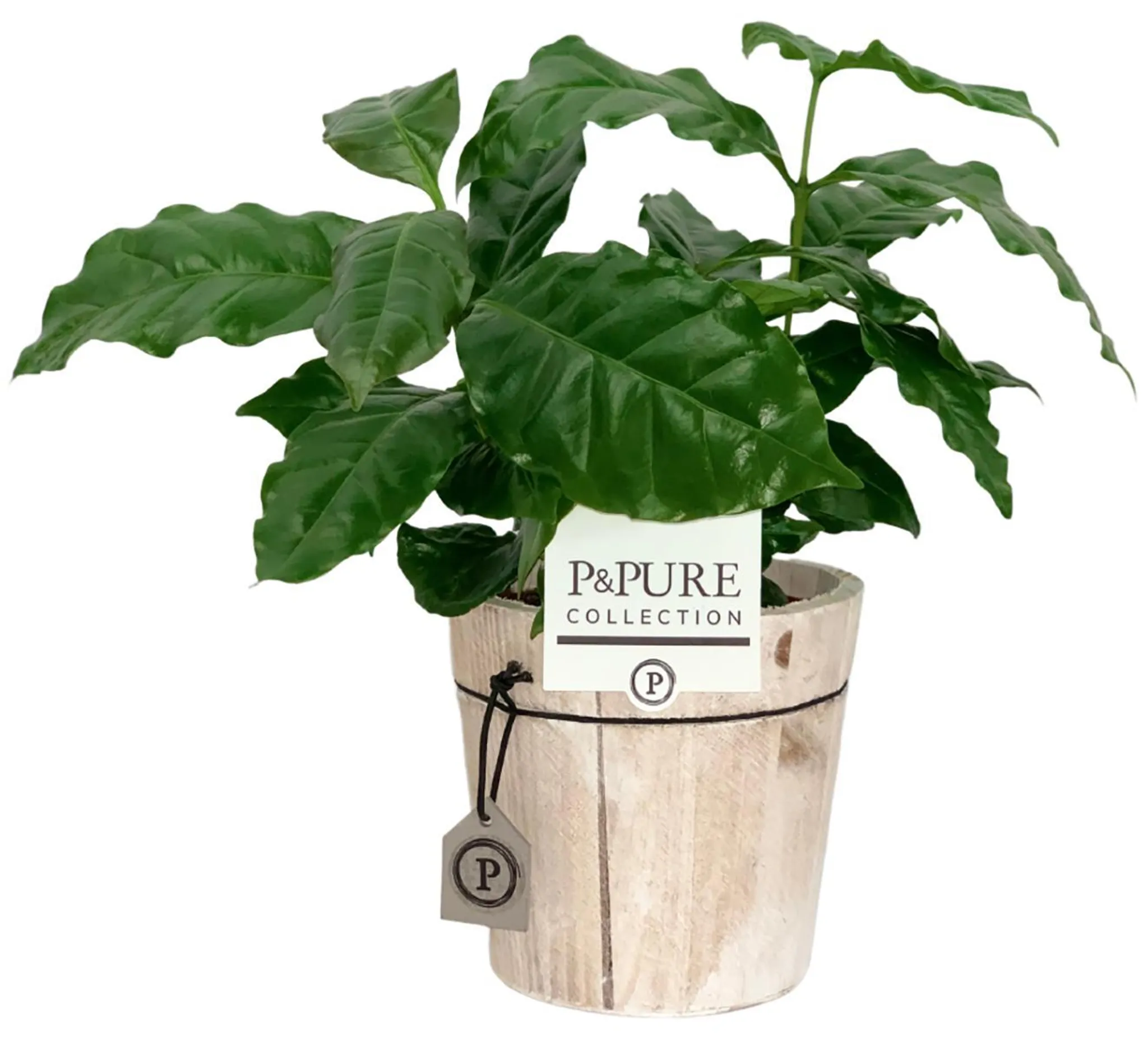 EXOTENHERZ - KAFFEE Pflanze (Coffea arabica) 2 Pflanze