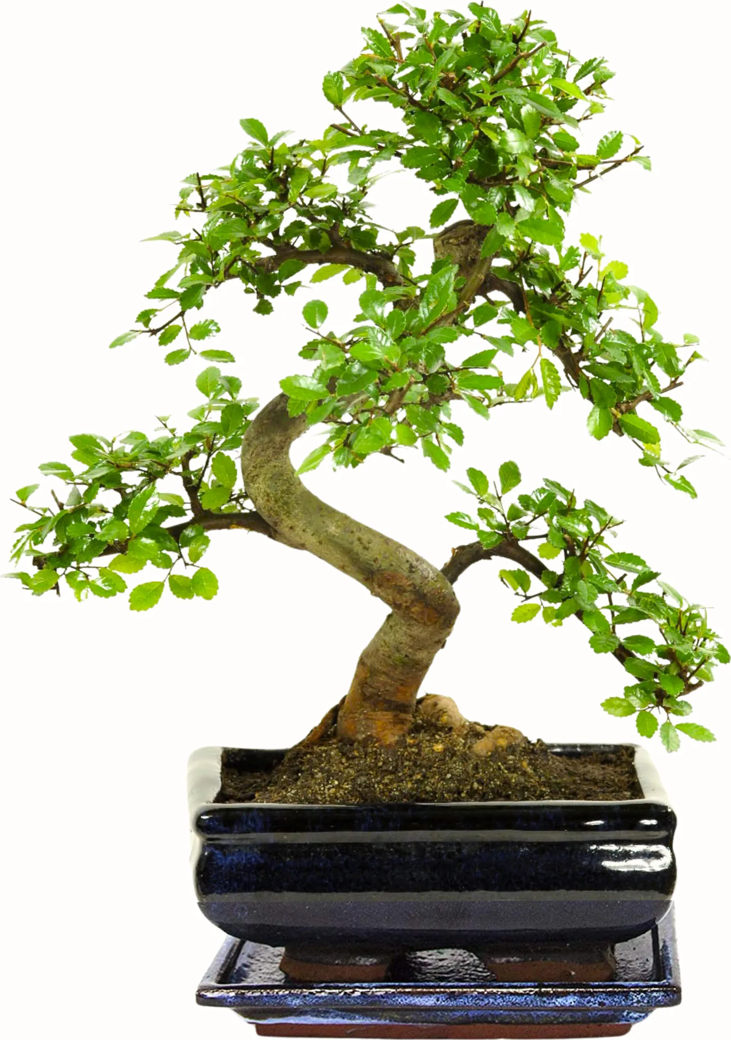 Bonsai Baum mit Keramik Blumentopf - ca. 6-9 Jahre (20cm)