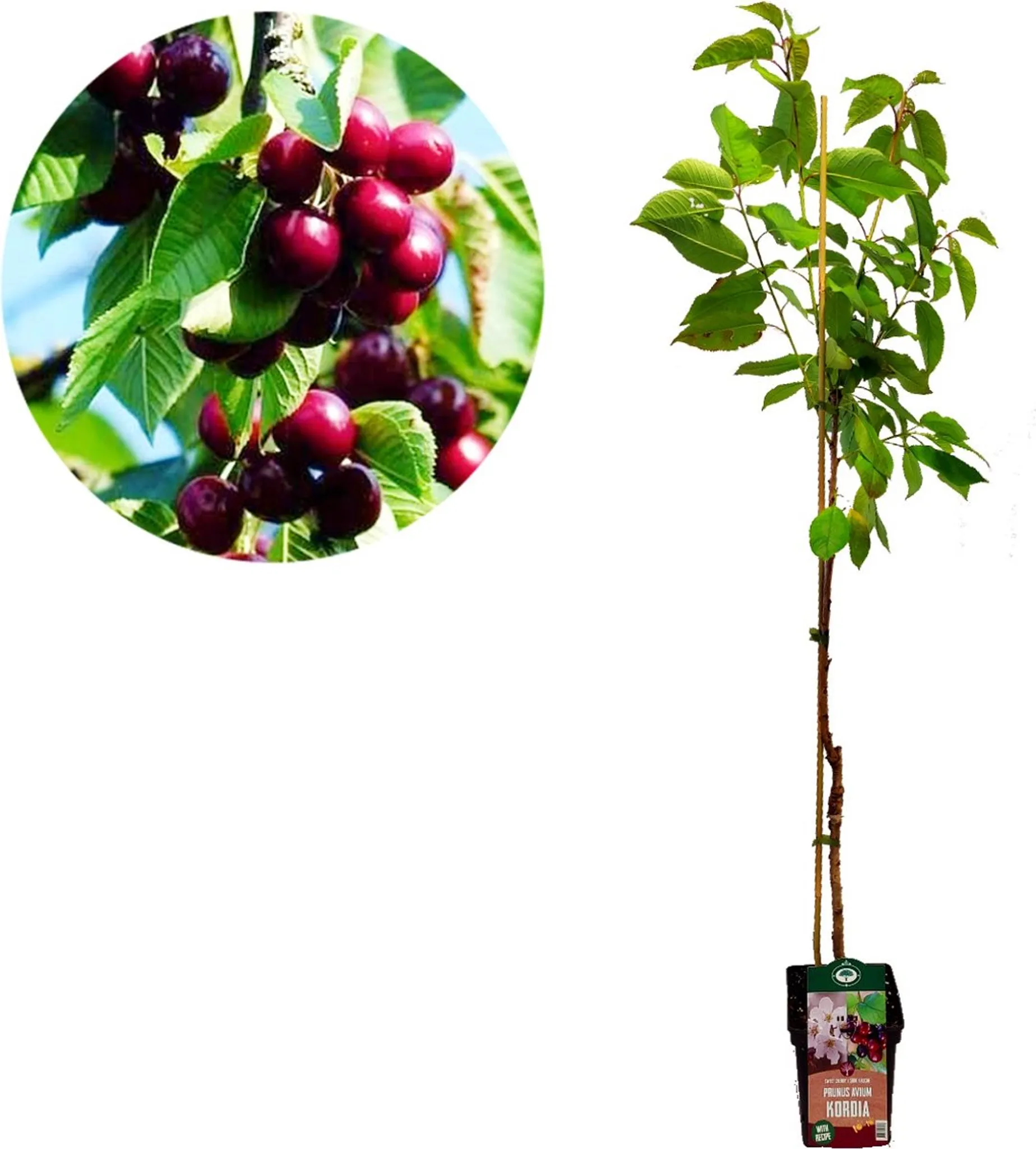 Prunus avium 'Kordia' Kirschbaum - Höhe