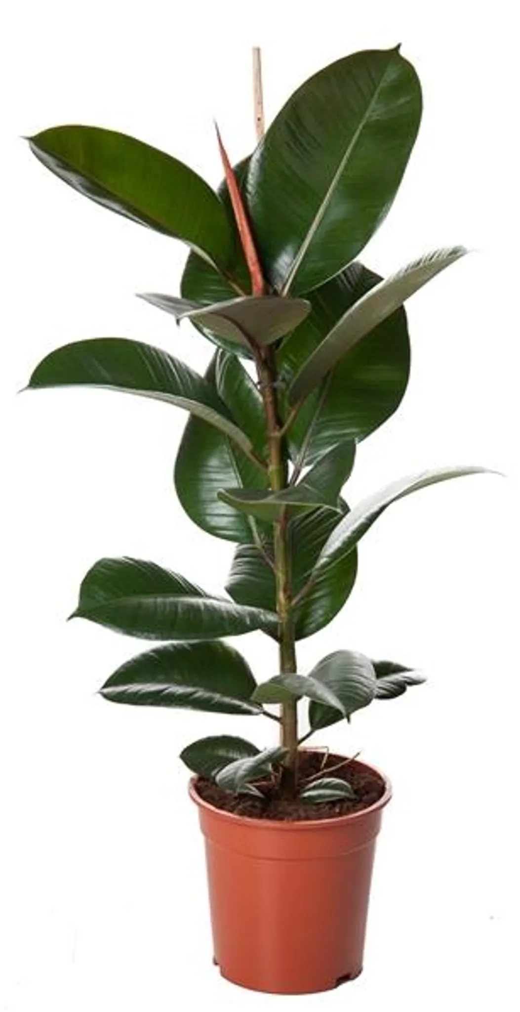 Pianta Artificiale Ficus Gomma (Albero Della Gomma) – 120 Cm Con 84 Foglie, In Vaso Cemento, Realistica E Senza Manutenzione