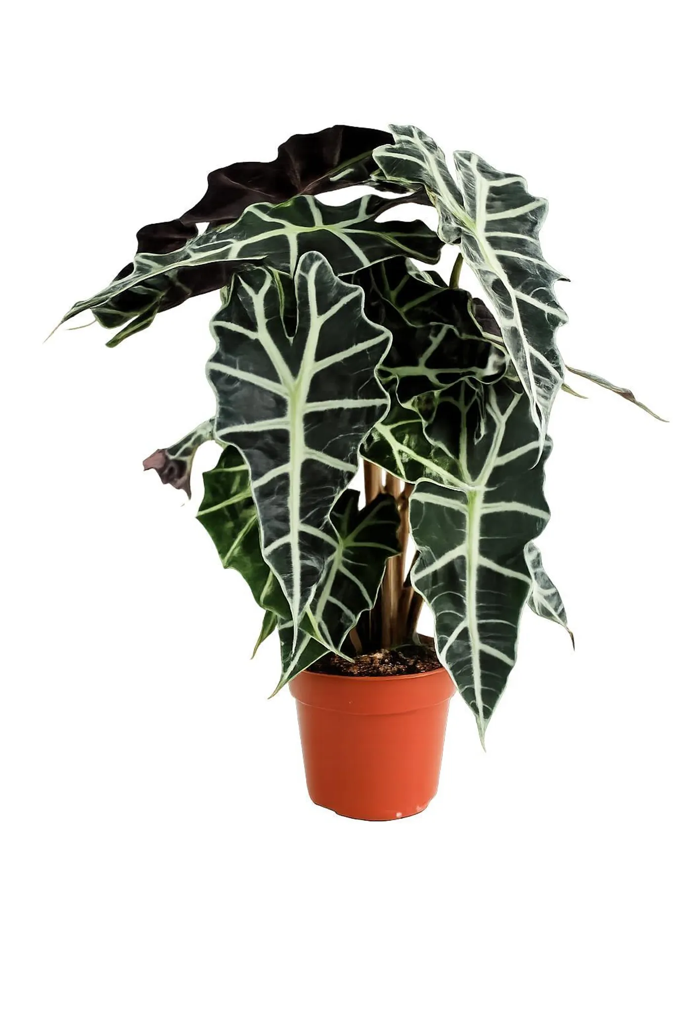 Alocasia Polly 35 cm - tropick rastlina slonie ucho,