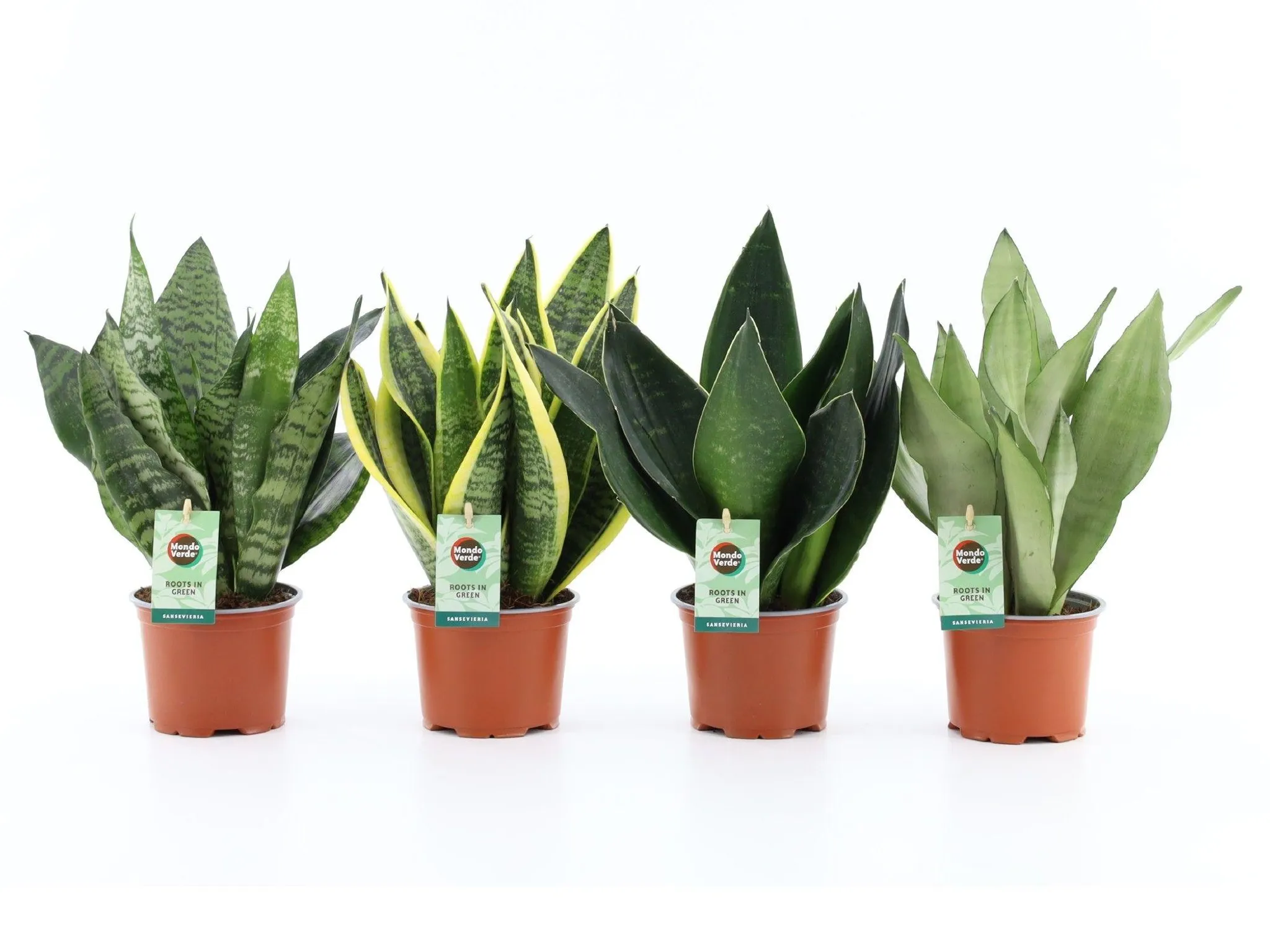 Sansevieria Bogenhanf Pflanzen 4er Set, 12 cm Topf, ca. 35