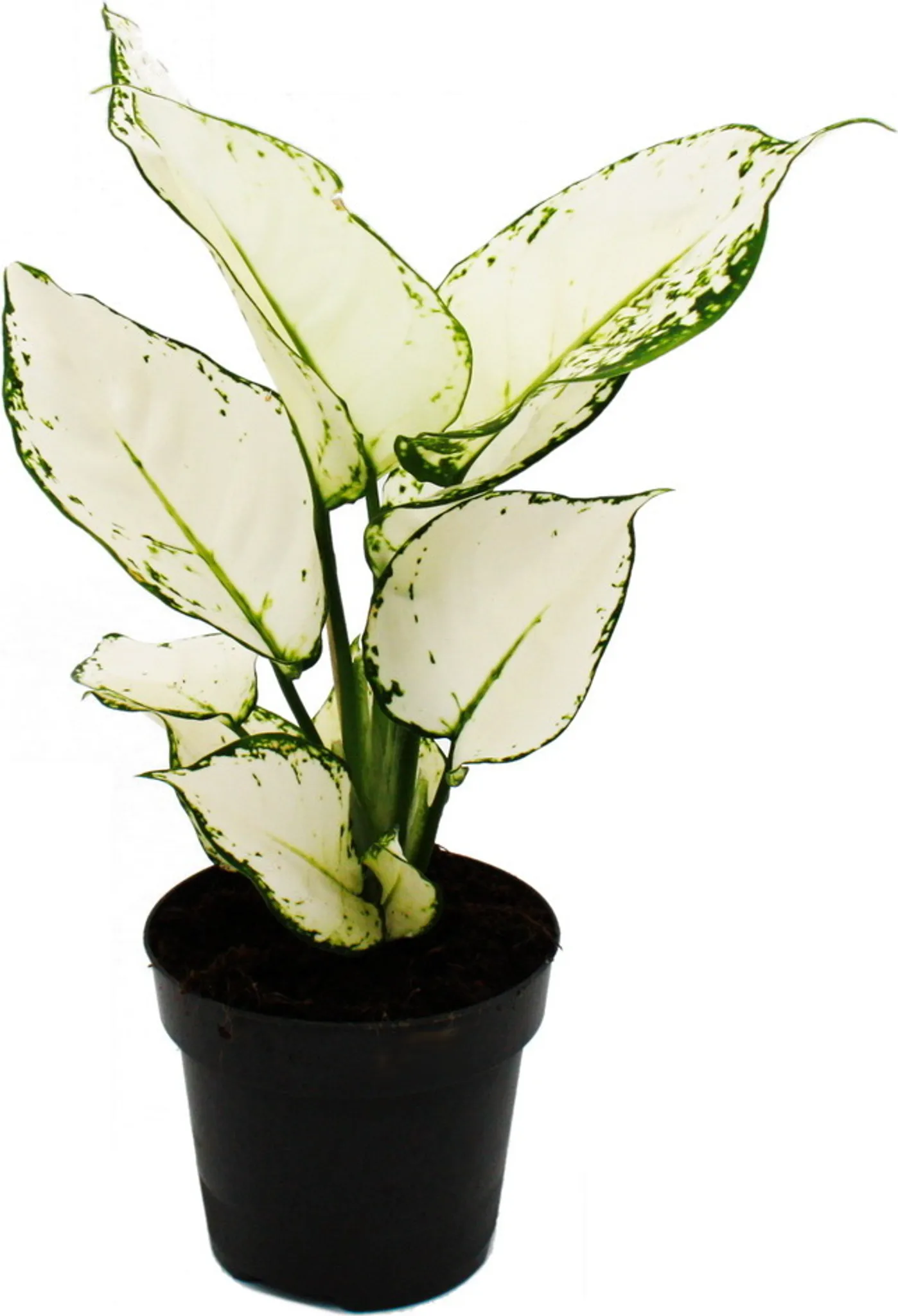 Plante Aglaonema White Joy - 25-35 Cm En Pot 12 Cm, Feuillage Panaché Vert Et Blanc