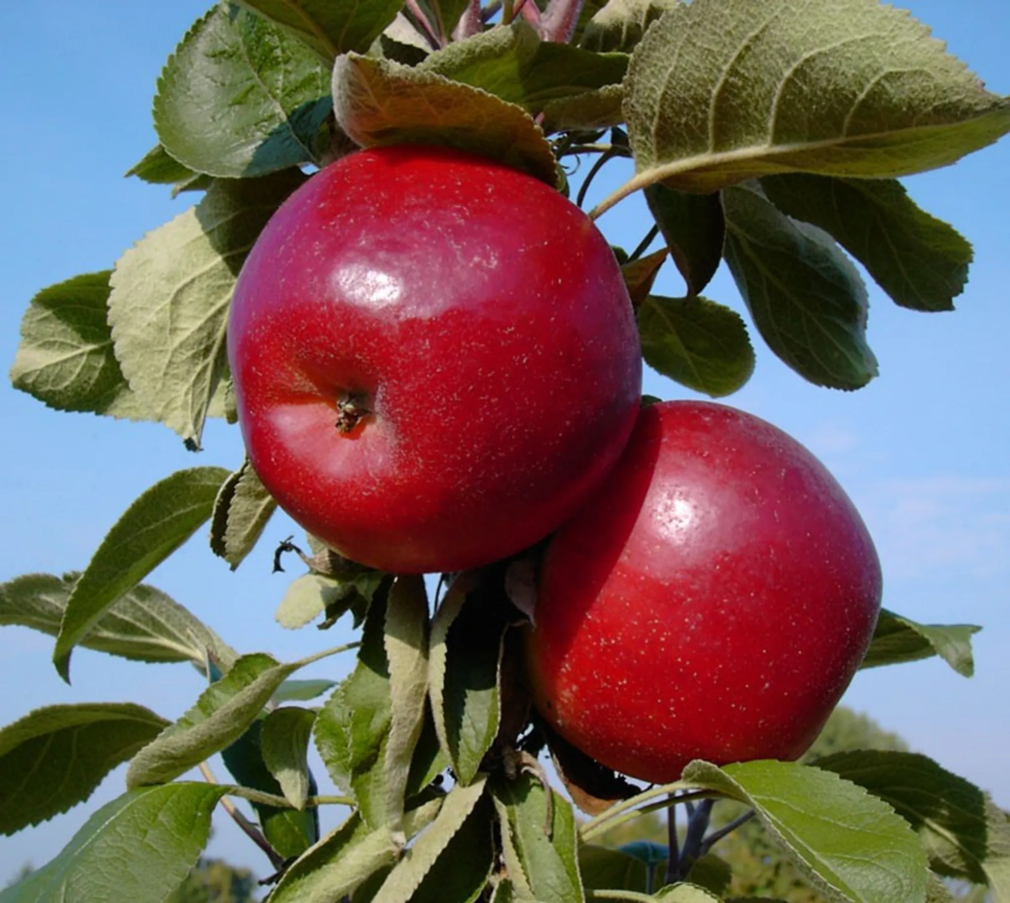 Säulenapfel Starline ® Red River (S) einjährig im 5 Liter Topfballen | Obstbäume & Gemüsepflanzen
