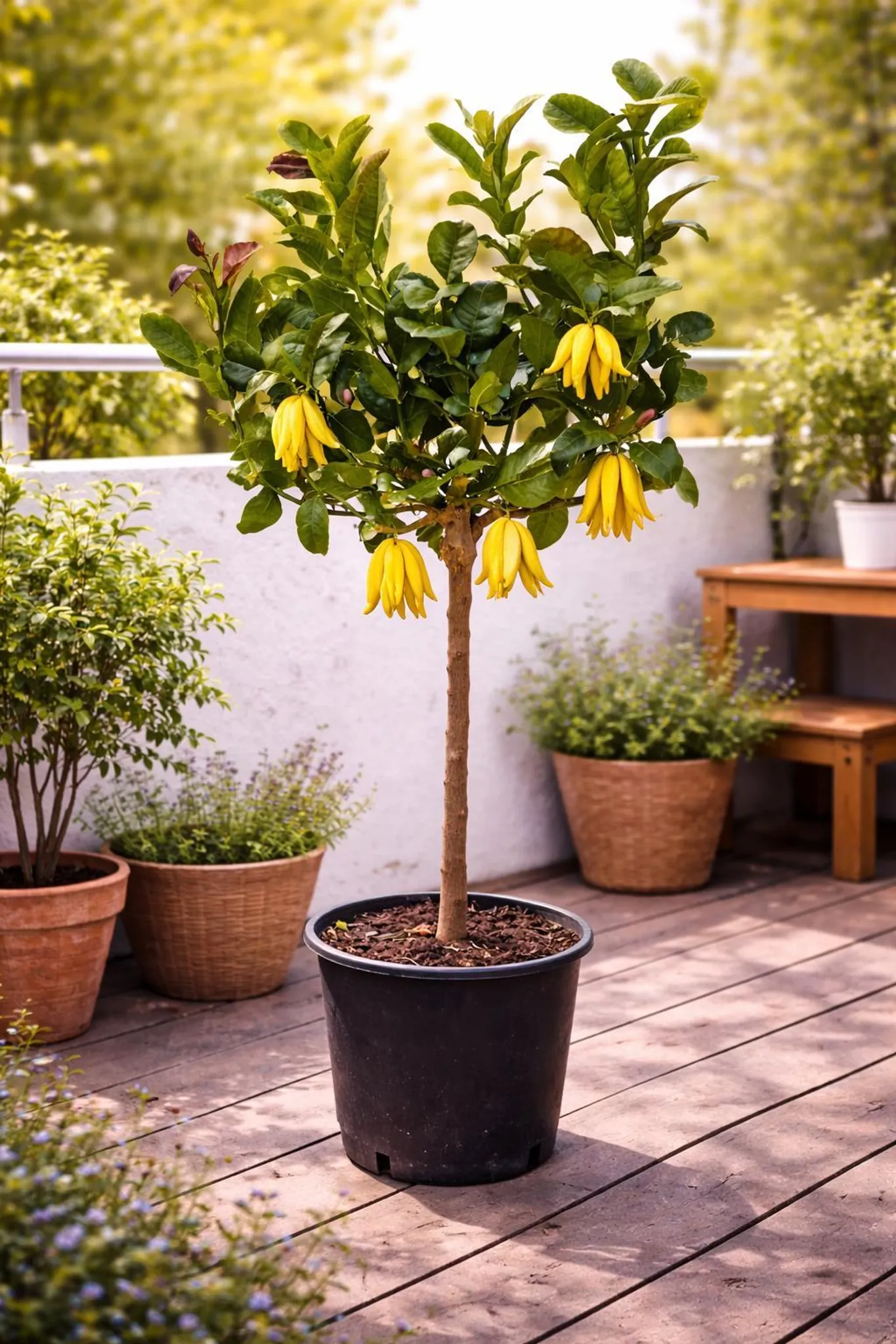 Buddhas Hand Zitrone 130170 cm Citrus Pflanze exotisch,