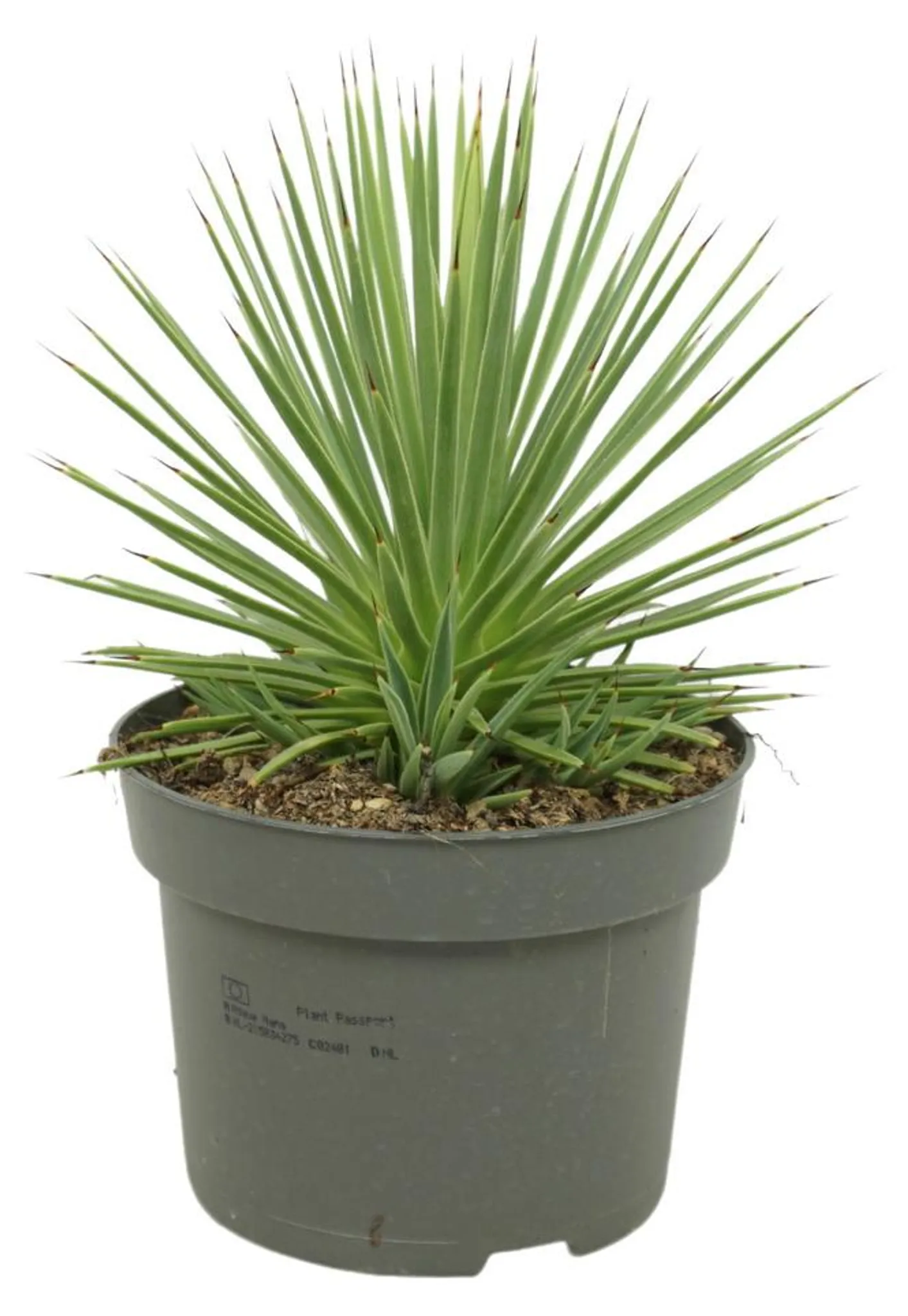 Agave striata var. nana - Stachelsschwein-Agave - 12cm Topf