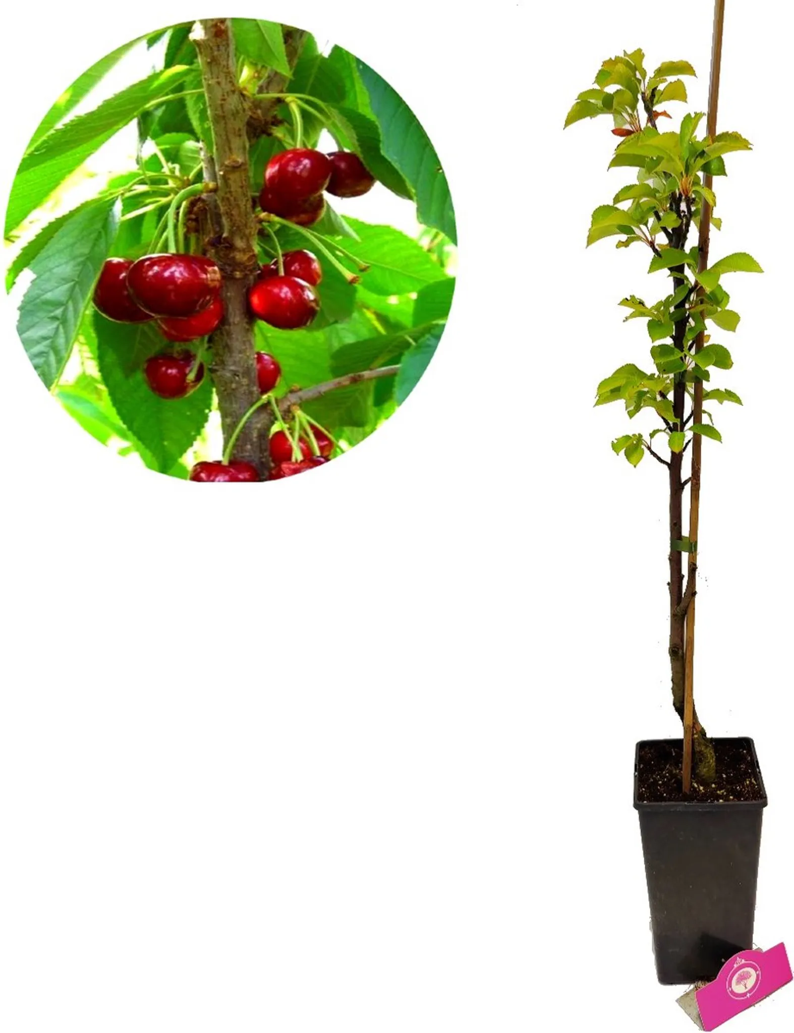 Prunus ® \'Boas\' Liter 3 avium Säulenkirsche,