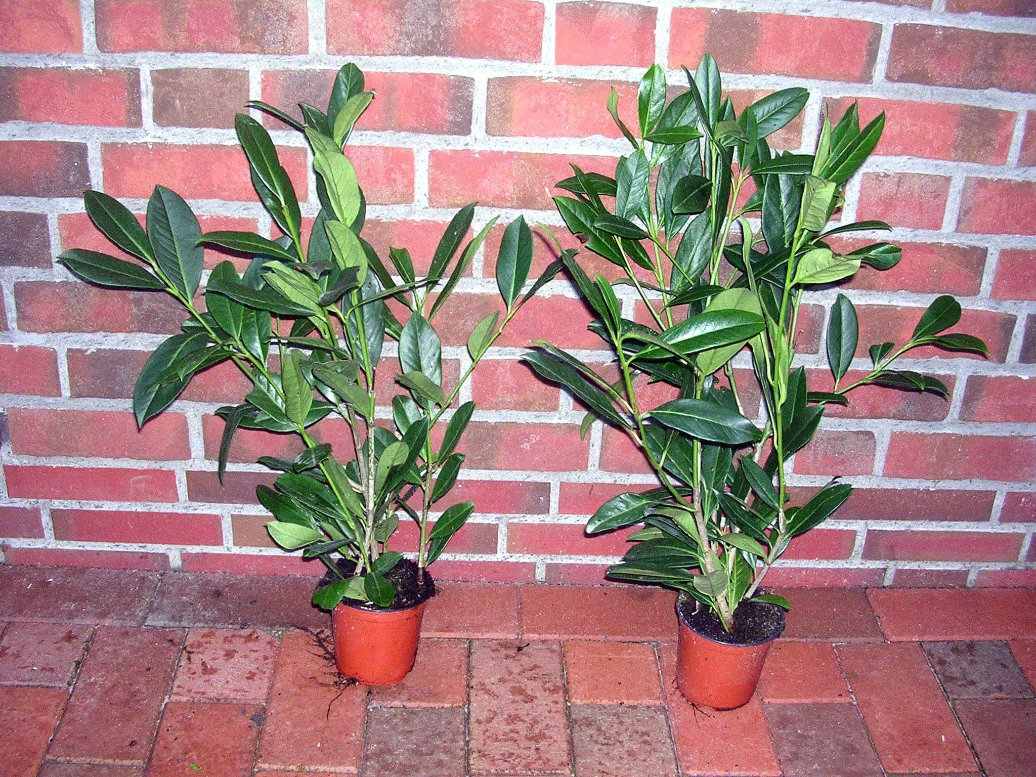 20 Kirschlorbeer-Pflanzen (Höhe: 50-60 cm ab