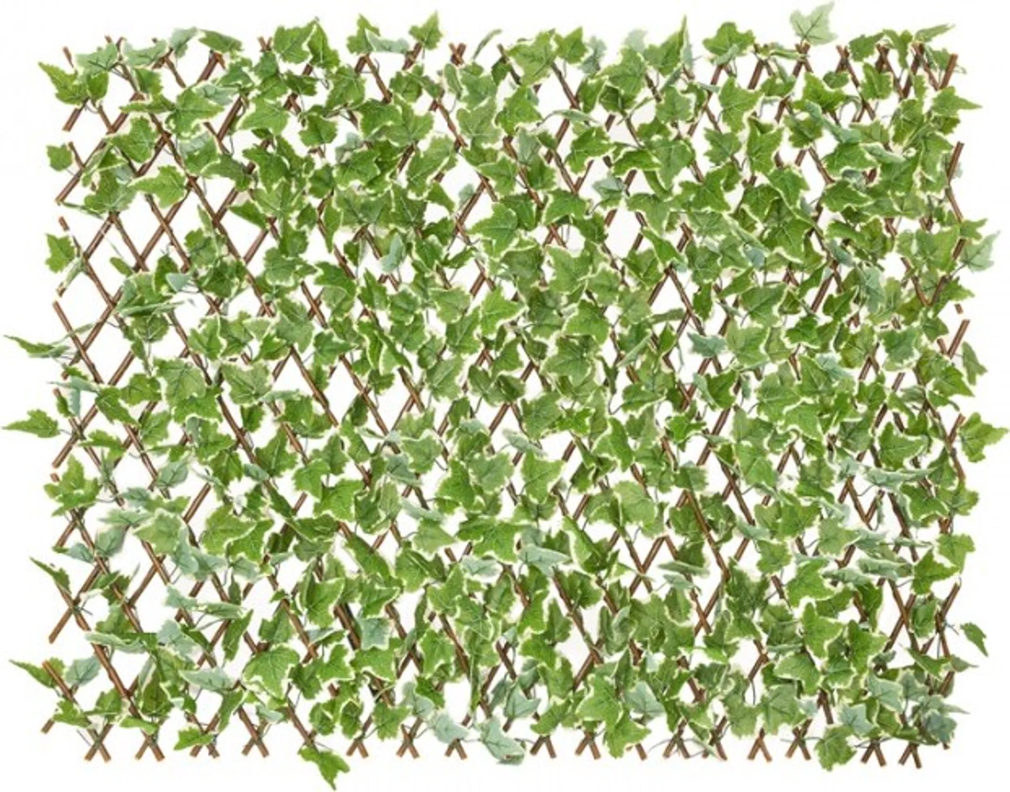 glanzmispel photinia fraseri Glanzmispel Photinia fraseri red robin 40-70 cm main image 0