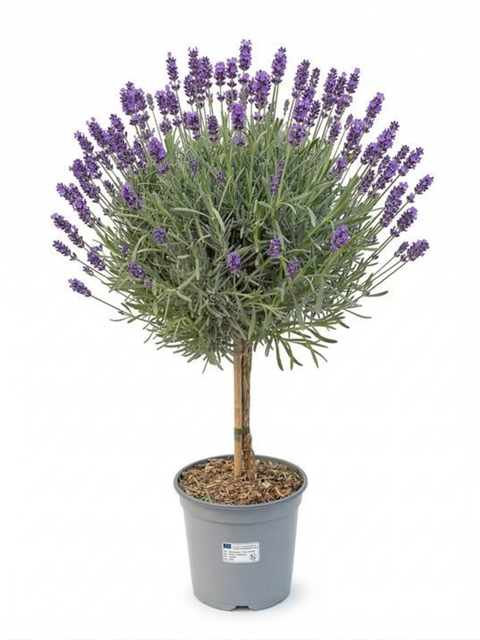 thuja schlank Abendlndischer Lebensbaum Thuja occidentalis Brabant 125-150 cm Hhe