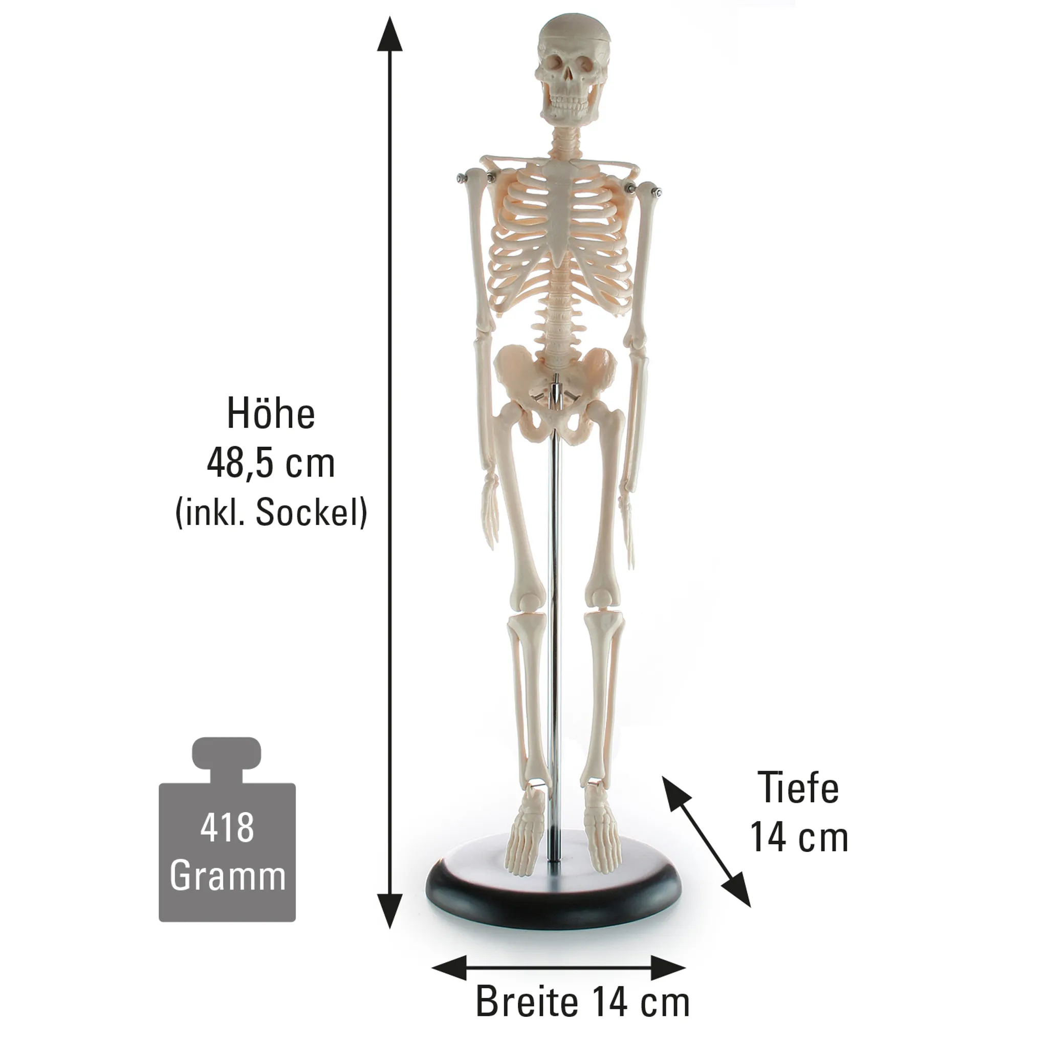 Kleines Skelett, ca. 45 cm, Anzahl: 1 Stück