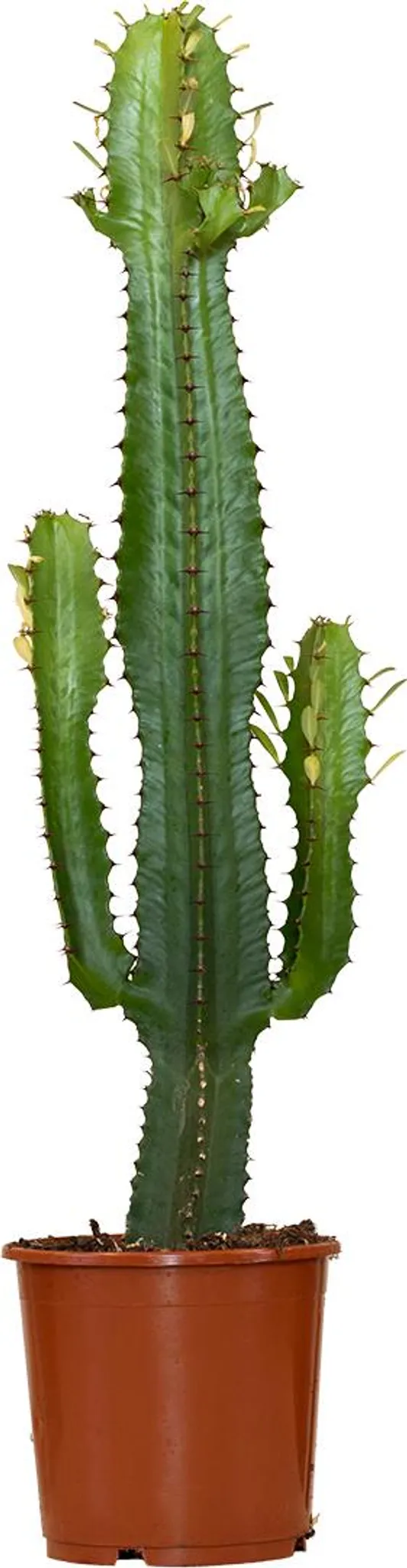 Bloomique Cowboy Kaktus 60-70cm | Euphorbia Acrurensis