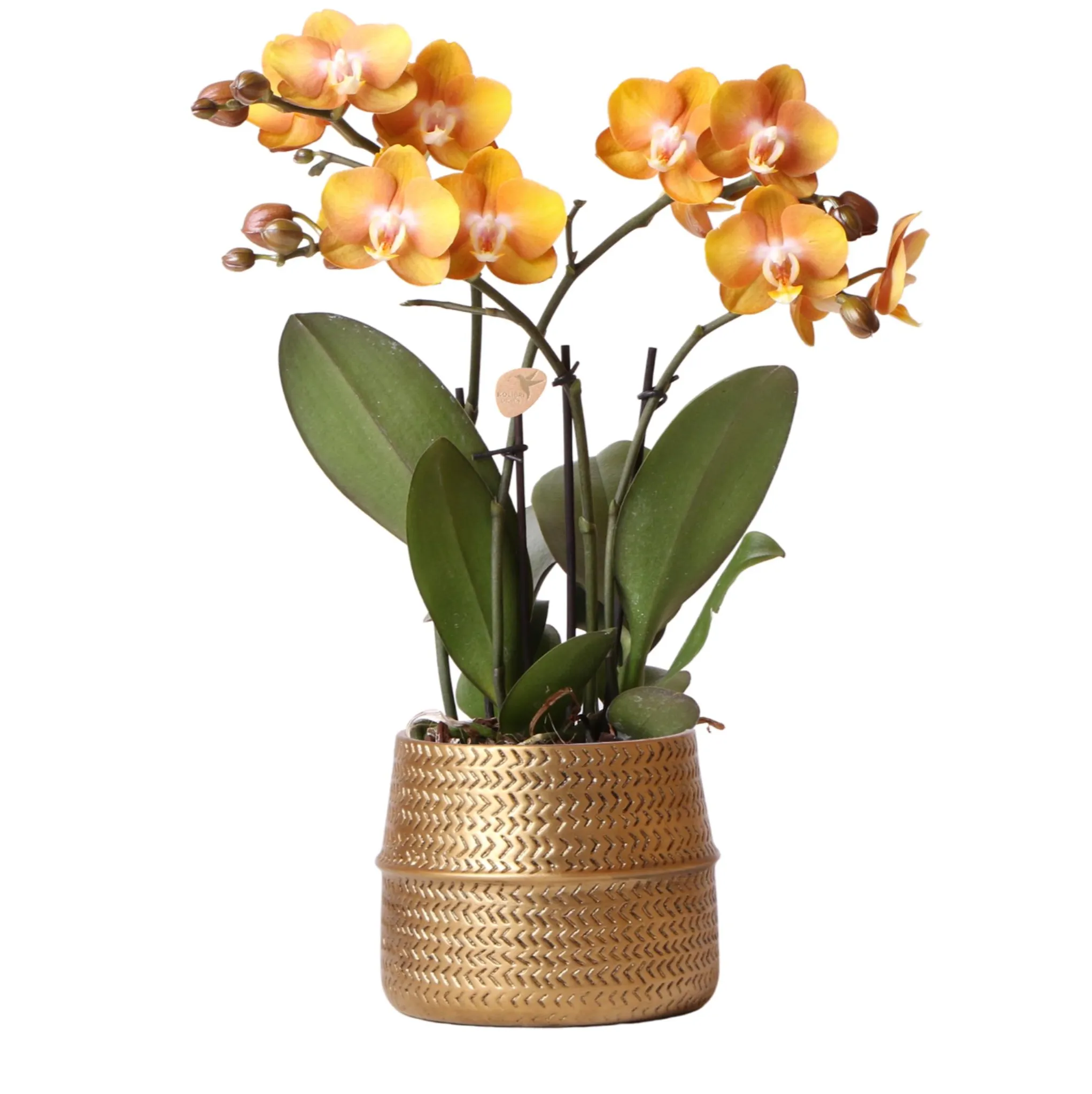 Orange Phalaenopsis Orchidee Kolibri Orchideen frisch vom Züchter Topfgröße Ø9cm Mineral Bolzano blühende Topfpflanze 