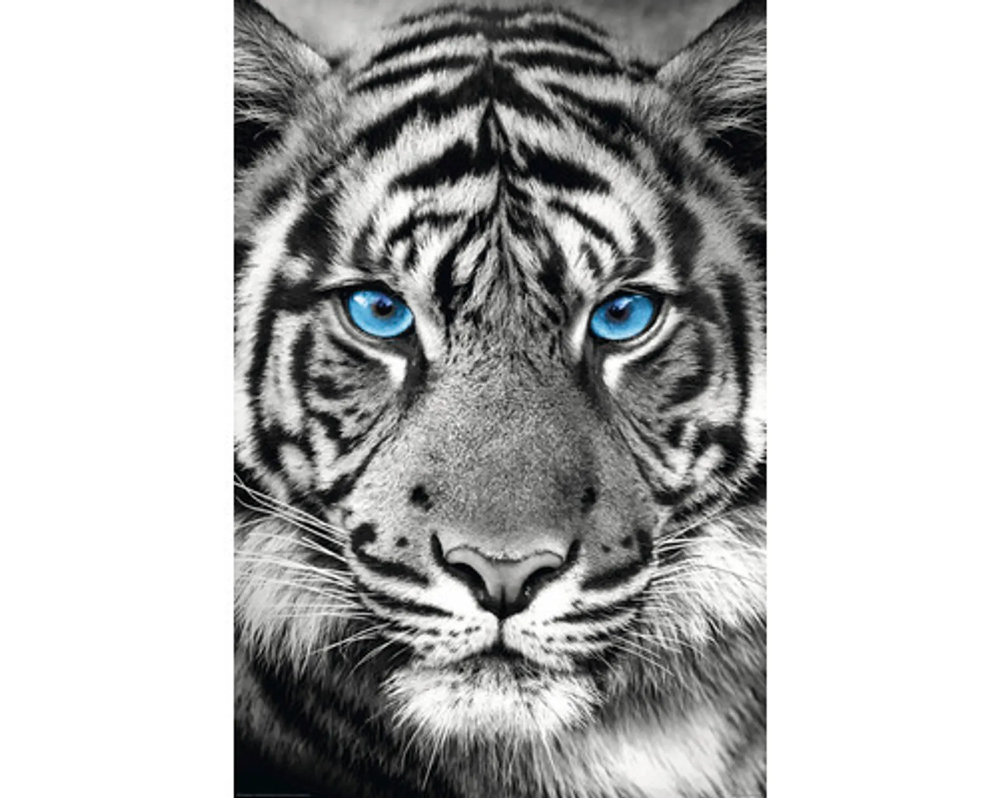 Maxiposter Tiger Blue Eyes 61x91,5 cm Malbuch