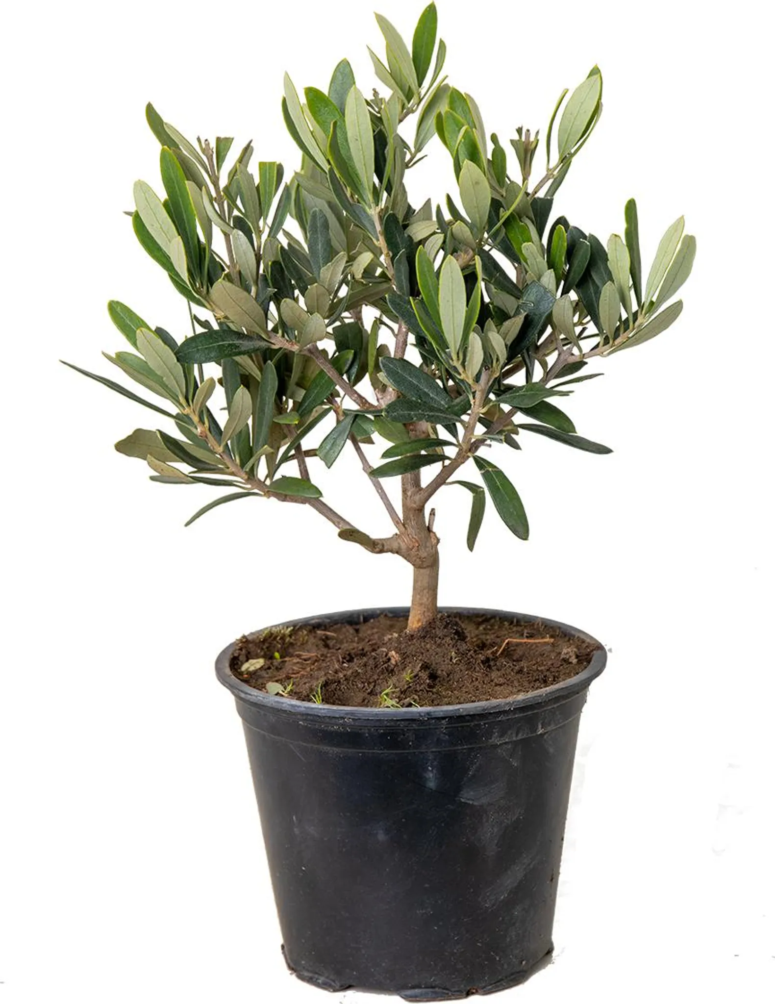 Bloomique Olivenbaum Echt 20-30 cm Topf 14 cm Winterhart