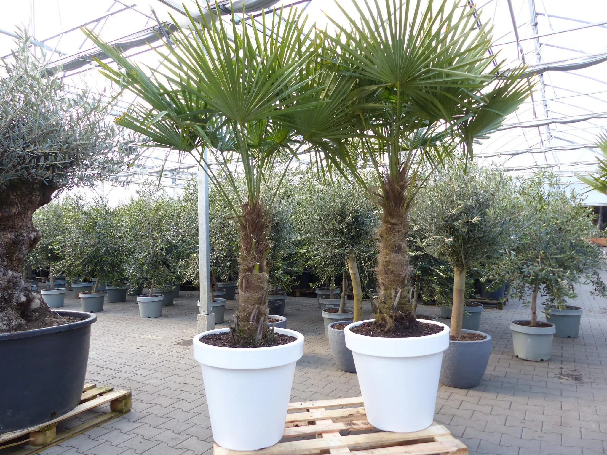 XXL Palme 230 cm | Stamm 80 cm | Trachycarpus fortunei