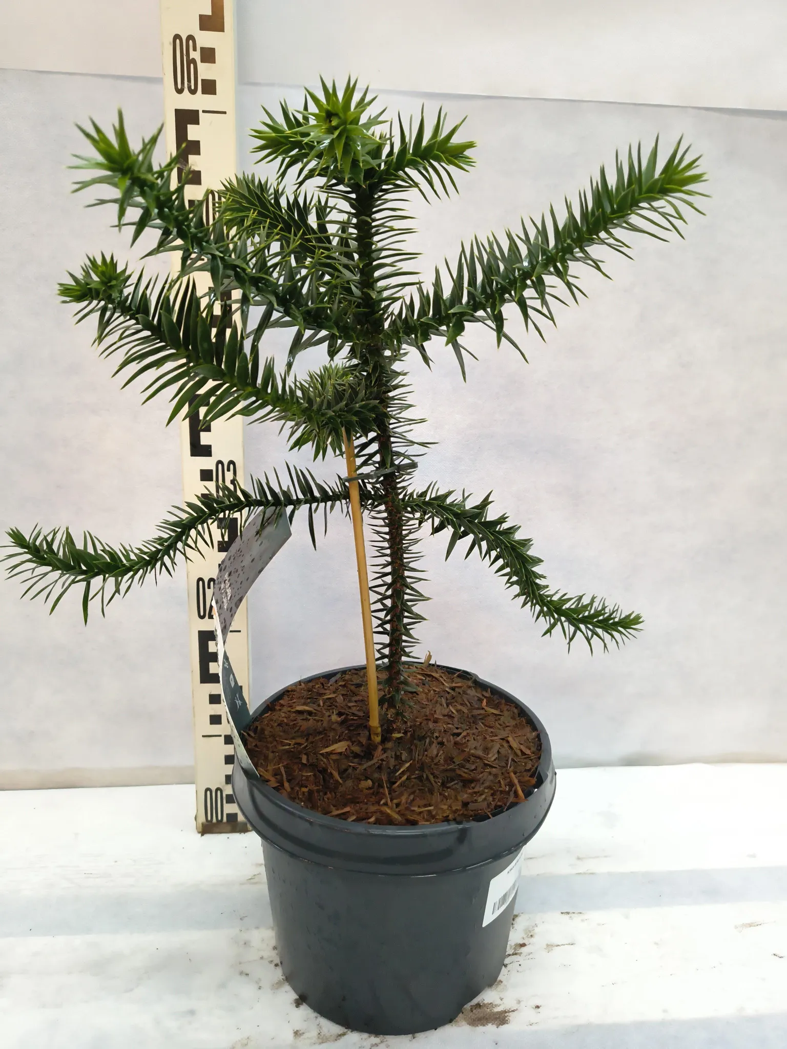 Araucaria araucana Andentanne Affenschwanzbaum 5060 cm im