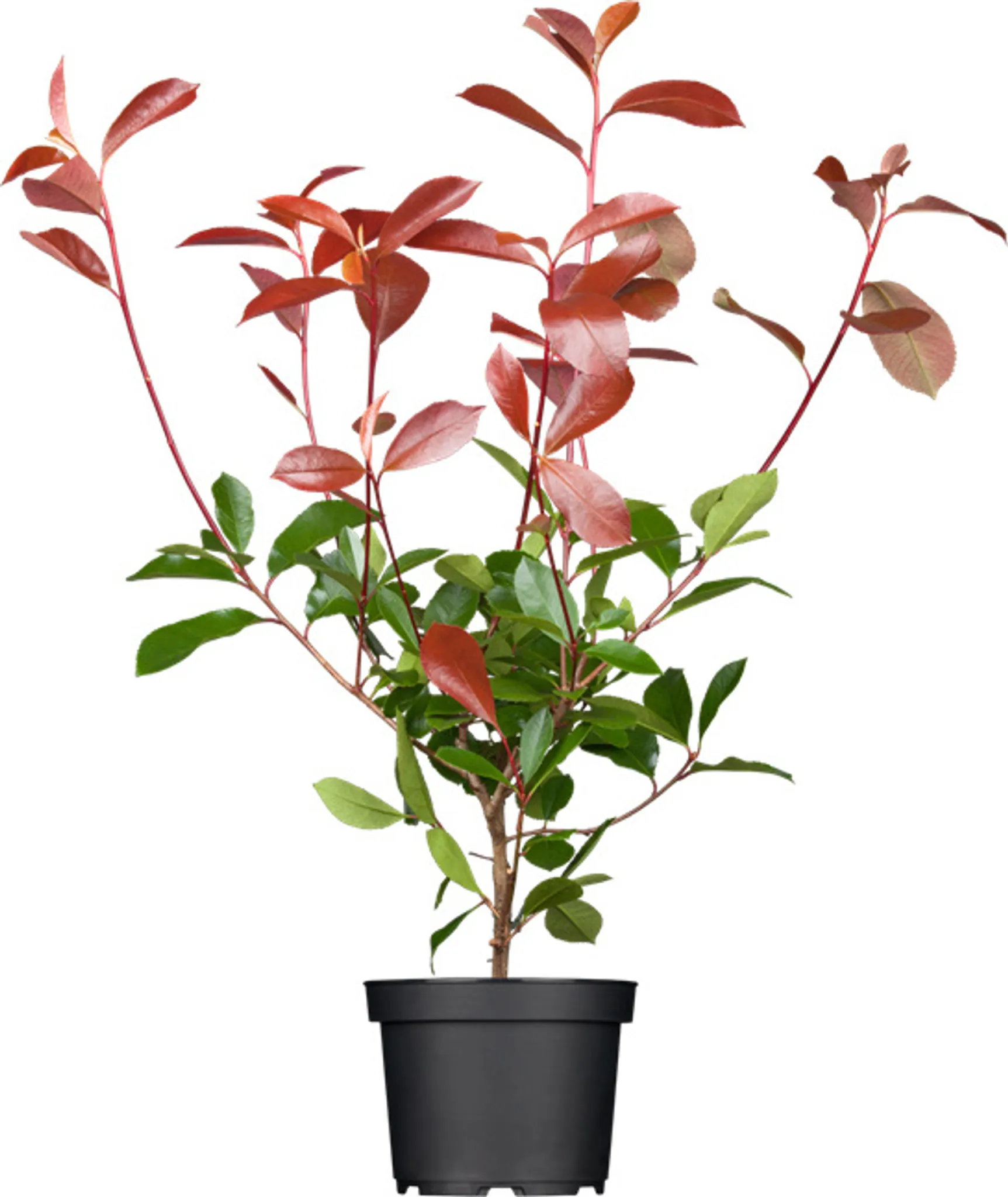 goldfruchtpalme toom Goldfruchtpalme kaufen | Areca lutescens