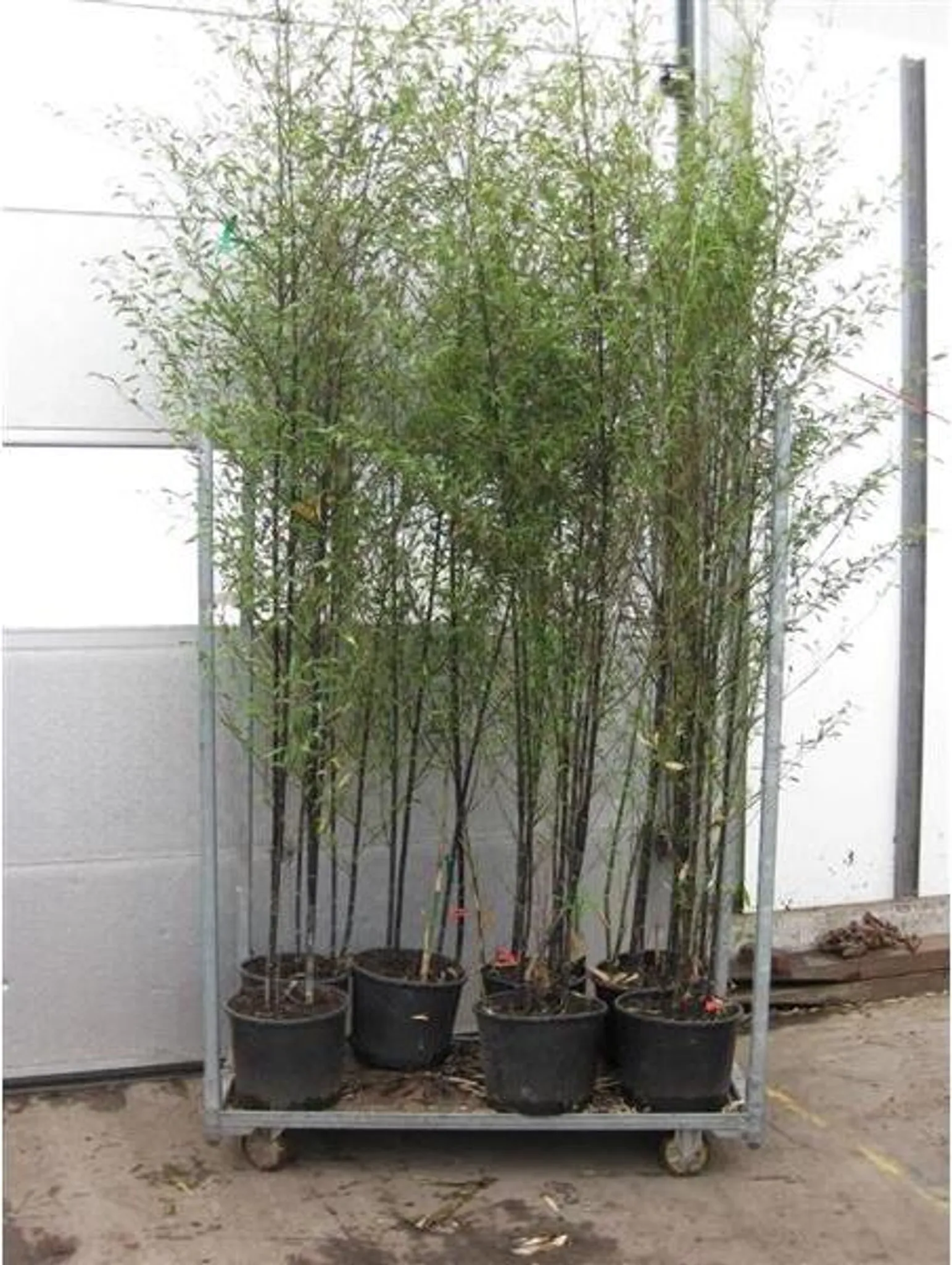 Phyllostachys nigra Topf C5-5 Liter ca. 75-125 cm -