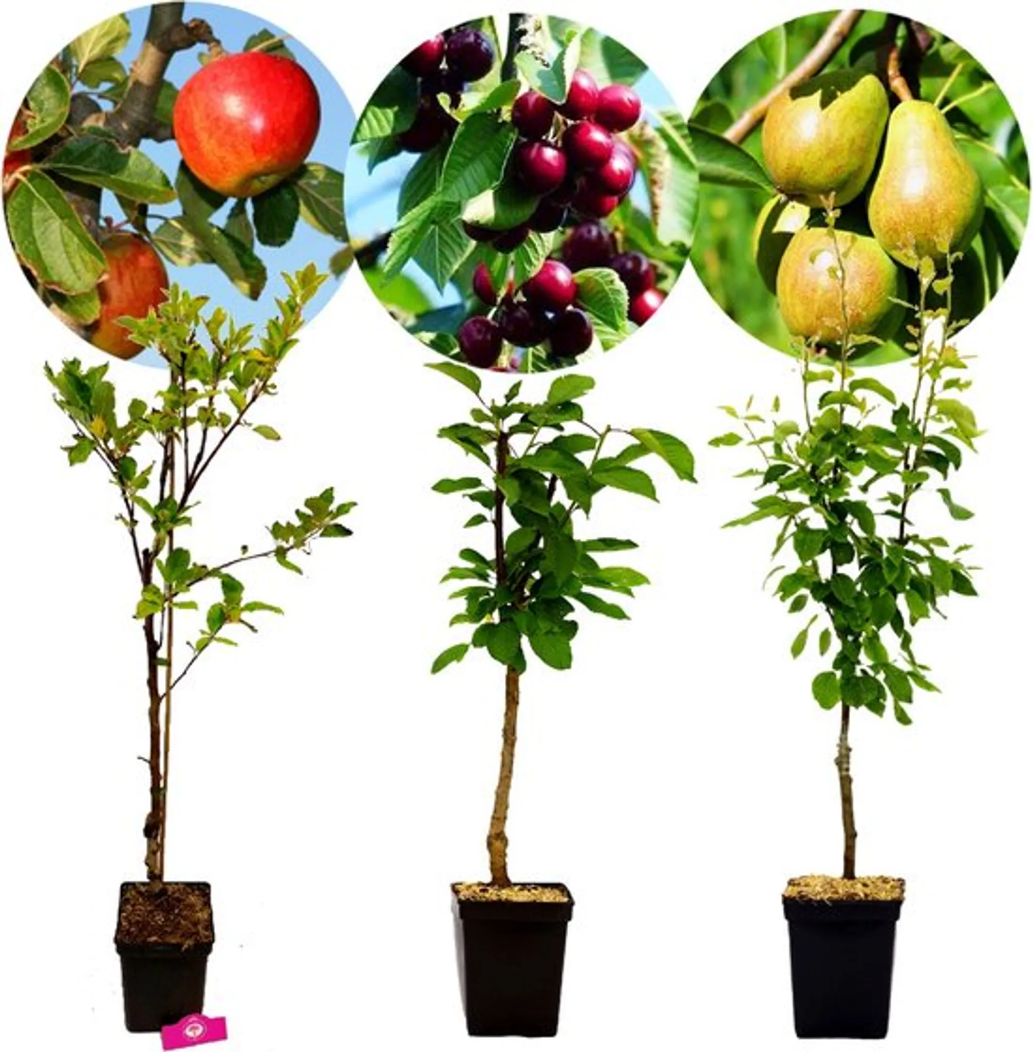 Set mit 3 Obstbäumen – 1 Apfel, 1 Birne, 1 Kirsche – Höhe +100 cm