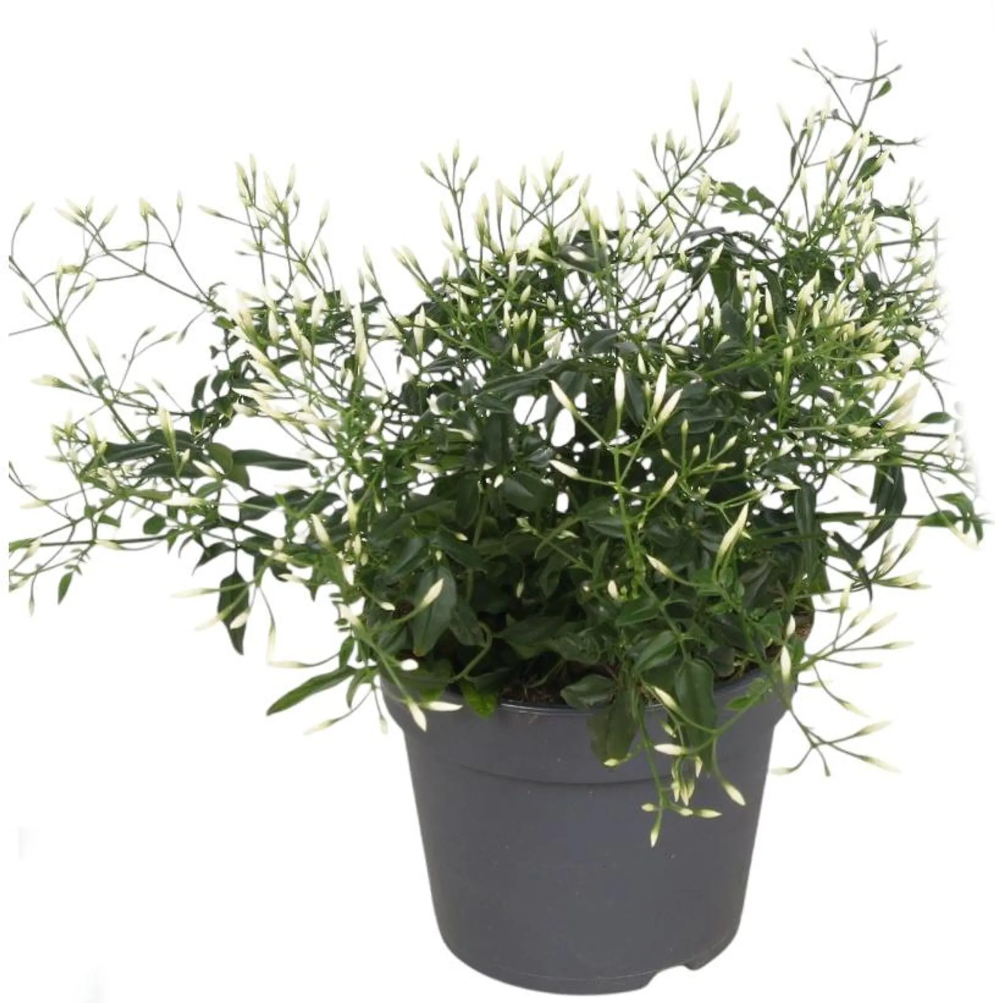salbei zimmerpflanze Salbei Saatgut – Küchenkräuter main image 1