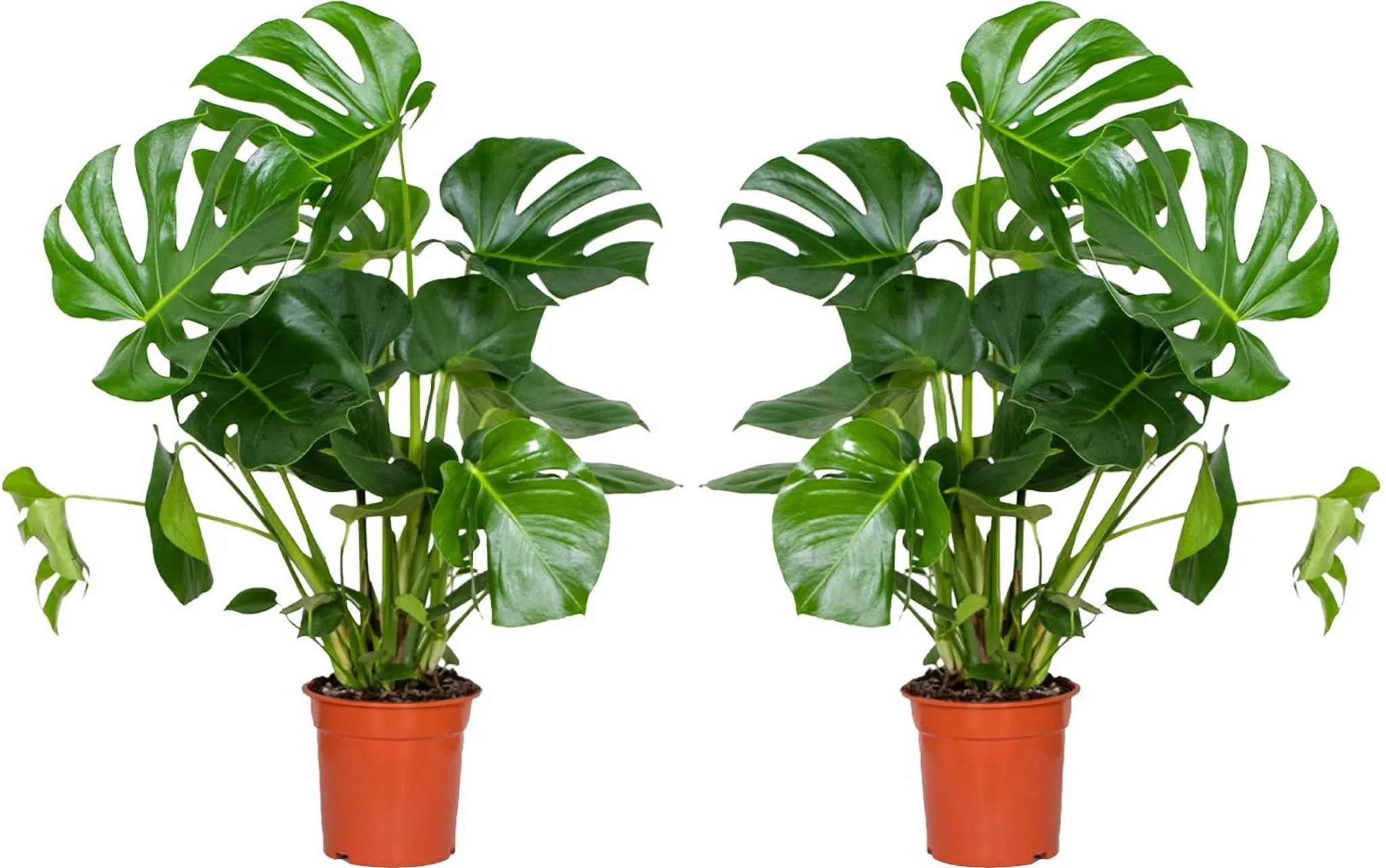 Bloomique - 2er Set - Monstera Deliciosa - Fensterblatt -