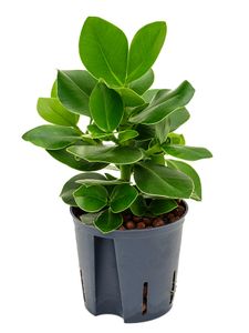 Nieuwkoop Europe BV Clusia rosea Princess, průměr 13 cm - hydroponie