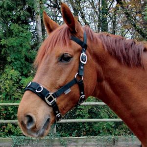 Kappzaum Economic schwarz Pony Kappzaum Economic schwarz Pony