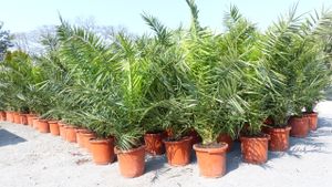 2 kusy Palma XXL 160 cm Phoenix canariensis, datľová palma z Kanárskych ostrovov, mrazuvzdorná