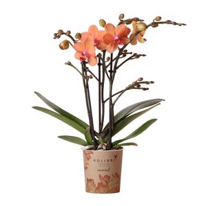 Kolibri Orchids | Orange Phalaenopsis Orchidee - Mineral Bolzano - Topfgröße Ø9cm | blühende Topfpflanze - frisch vom Züchter
