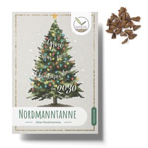 Nordmanntanne Samen (20x Stück) - Dein eigener Weihnachtsbaum zum selber Pflanzen als ideales Wichtelgeschenk