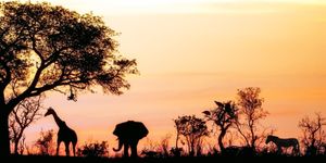 Vlies Tapete XXL Poster Fototapete Panorama Afrika Safari : color : 200 x 100 cm