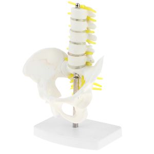 Anatomische Lernmodell - Menschlichen Becken und 5 Lendenwirbelsäule Knochen Sacrum Modell für Schulunterricht Lehrmittel