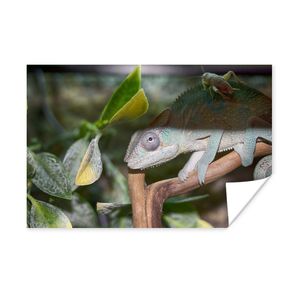 MuchoWow® Plagát - Skrytý cvrček na chrbte chameleóna - 90x60