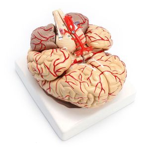 1: 1 lebensgroßes menschliches anatomisches Gehirn-Pro-Dissektions-Organ-Lehrmodell