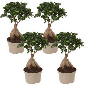 Plant in a Box - Ficus microcarpa Ginseng - 4er Set - Bonsai Baum - Zimmerpflanzen - Topf 12cm - Höhe 30-40cm
