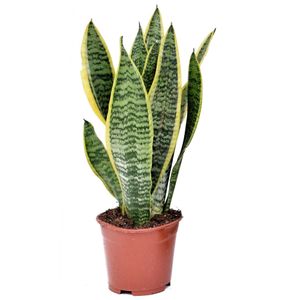 Plant in a Box - Sansevieria 'Futura Superba' - Zimmerpflanzen - Pflegeleicht - Gelblicher Bogenhanf - Topf 12cm - Höhe 35-40cm